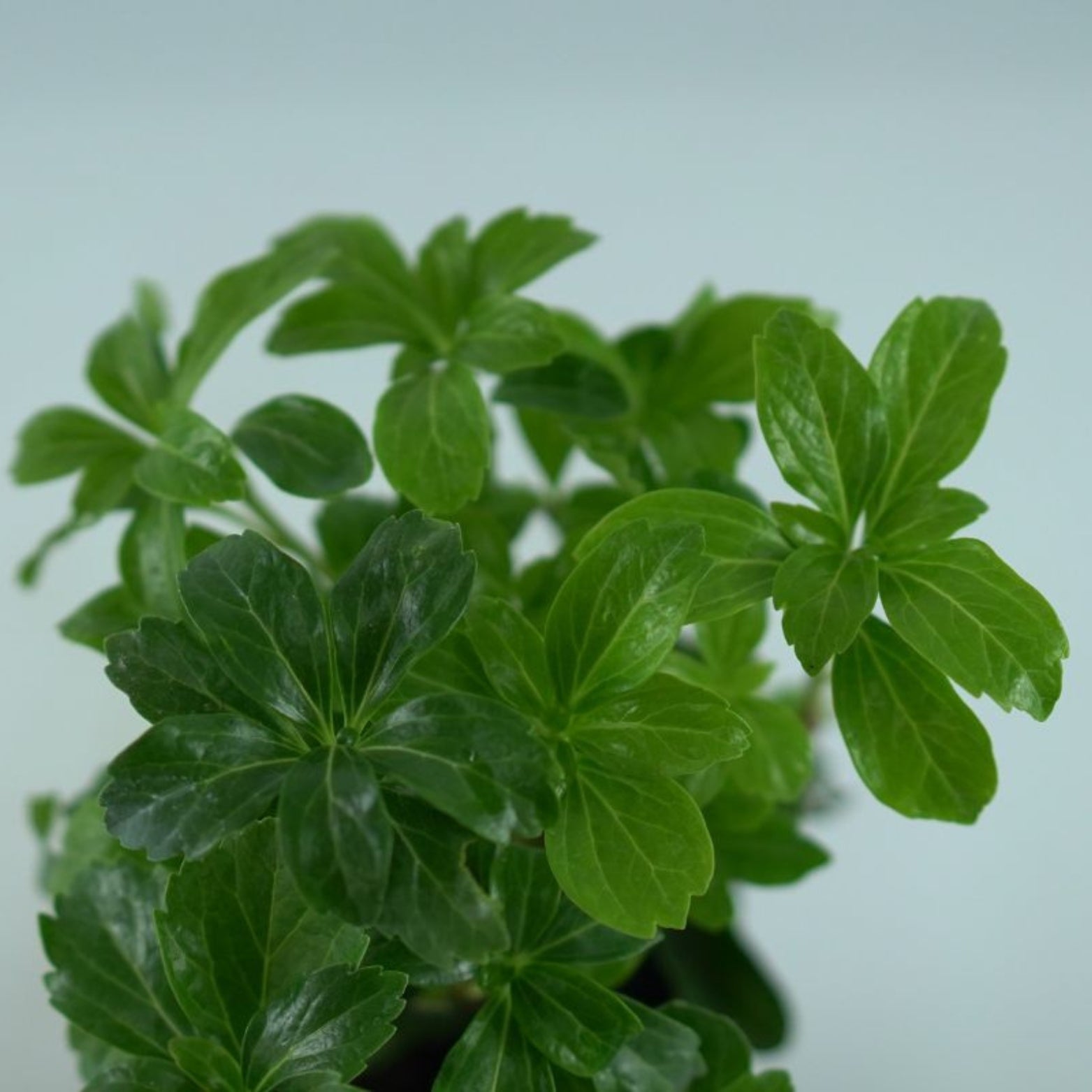 PACHYSANDRA TERMINALIS Runianka japońska