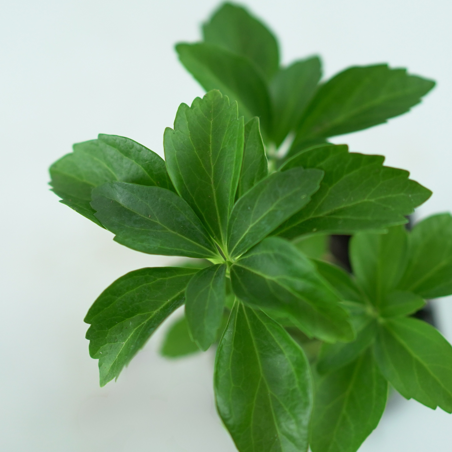 PACHYSANDRA TERMINALIS 'Green Sheen' Runianka japońska