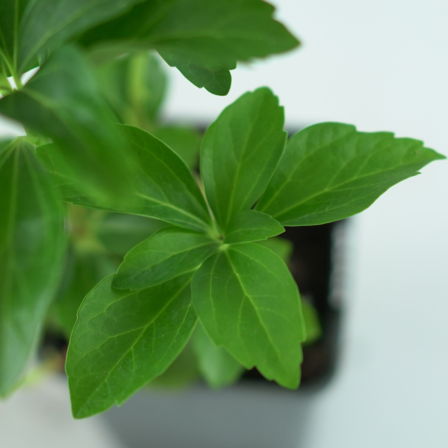 PACHYSANDRA TERMINALIS 'Green Sheen' Runianka japońska