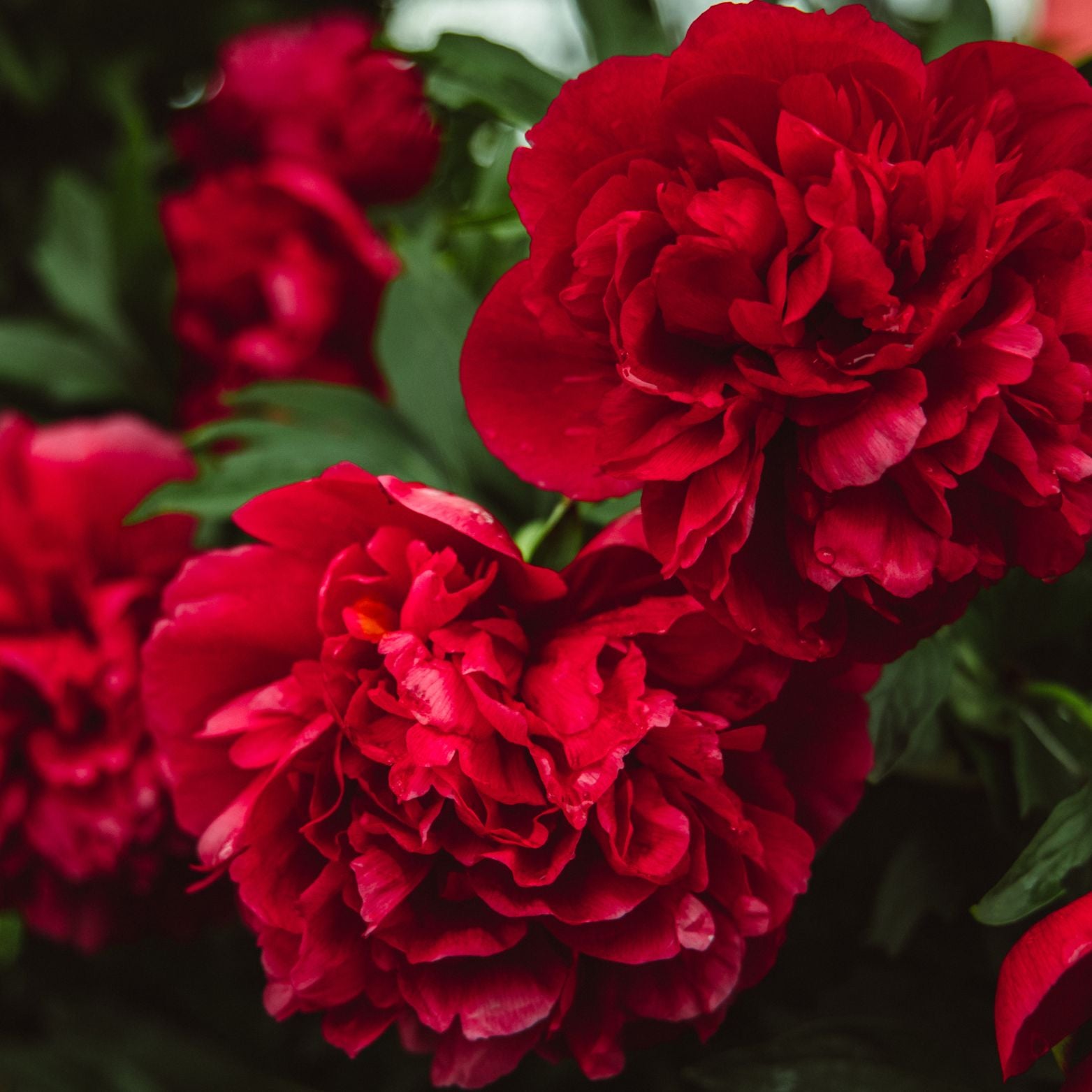 PAEONIA SUFFRUTICOSA Piwonia drzewiasta