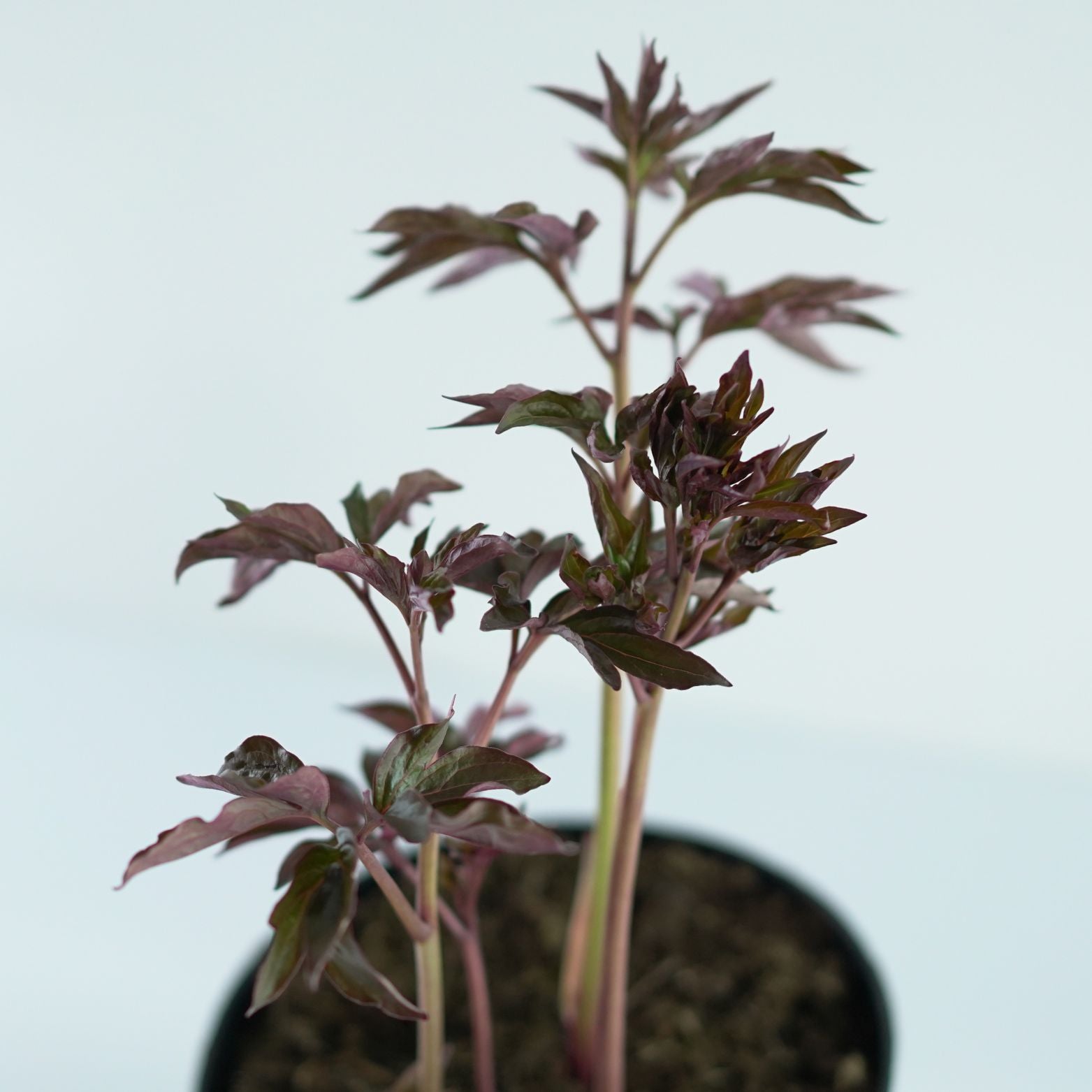 PAEONIA LACTIFLORA Piwonia chińska