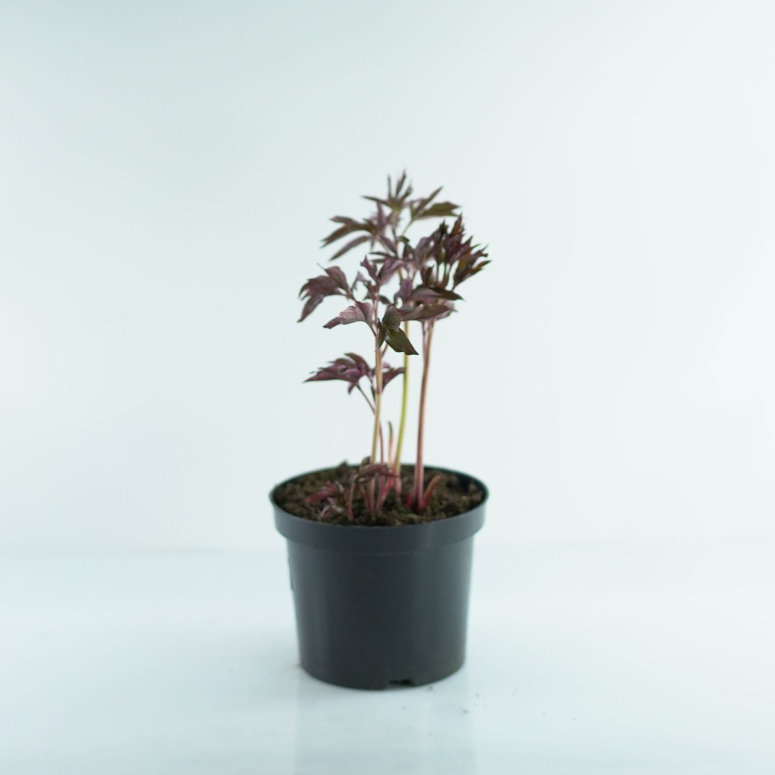 PAEONIA LACTIFLORA Piwonia chińska