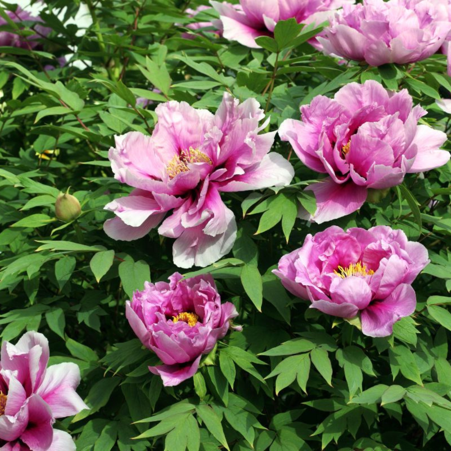 PAEONIA SUFFRUTICOSA Piwonia drzewiasta