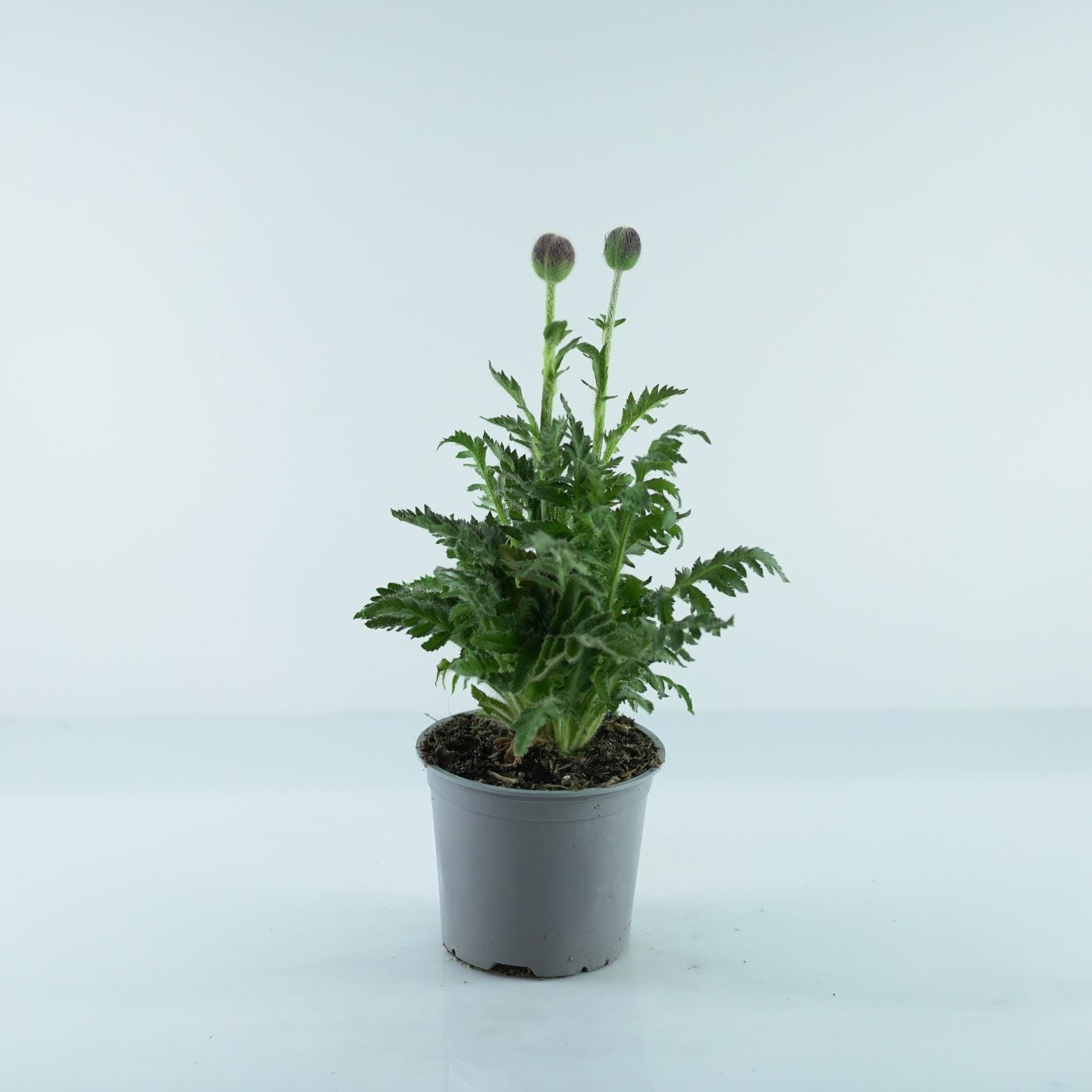 PAPAVER ORIENTALE Mak wschodni