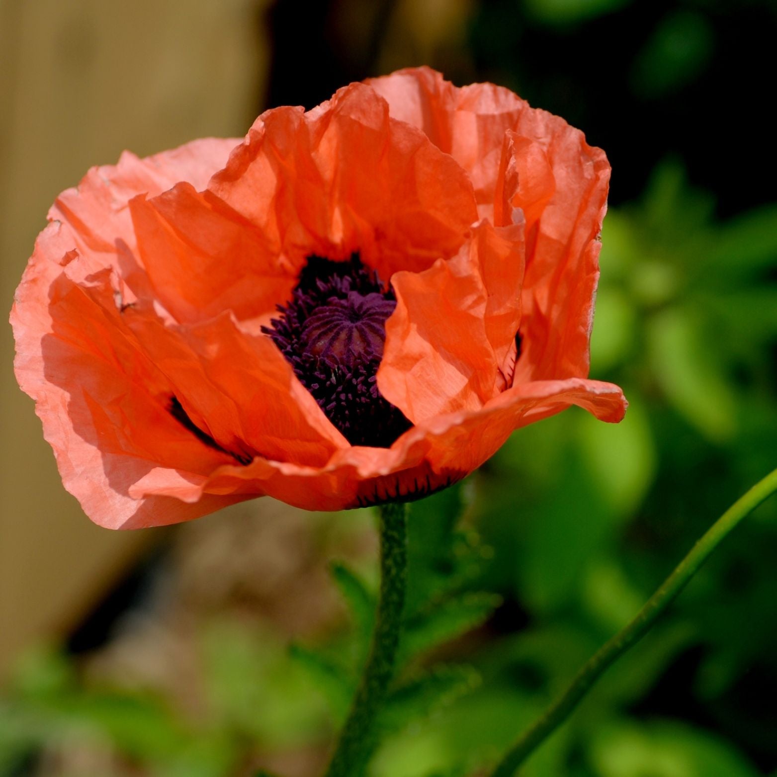PAPAVER ORIENTALE Mak wschodni