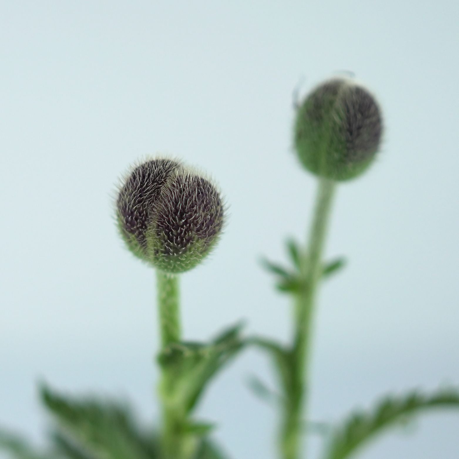 PAPAVER ORIENTALE Mak wschodni