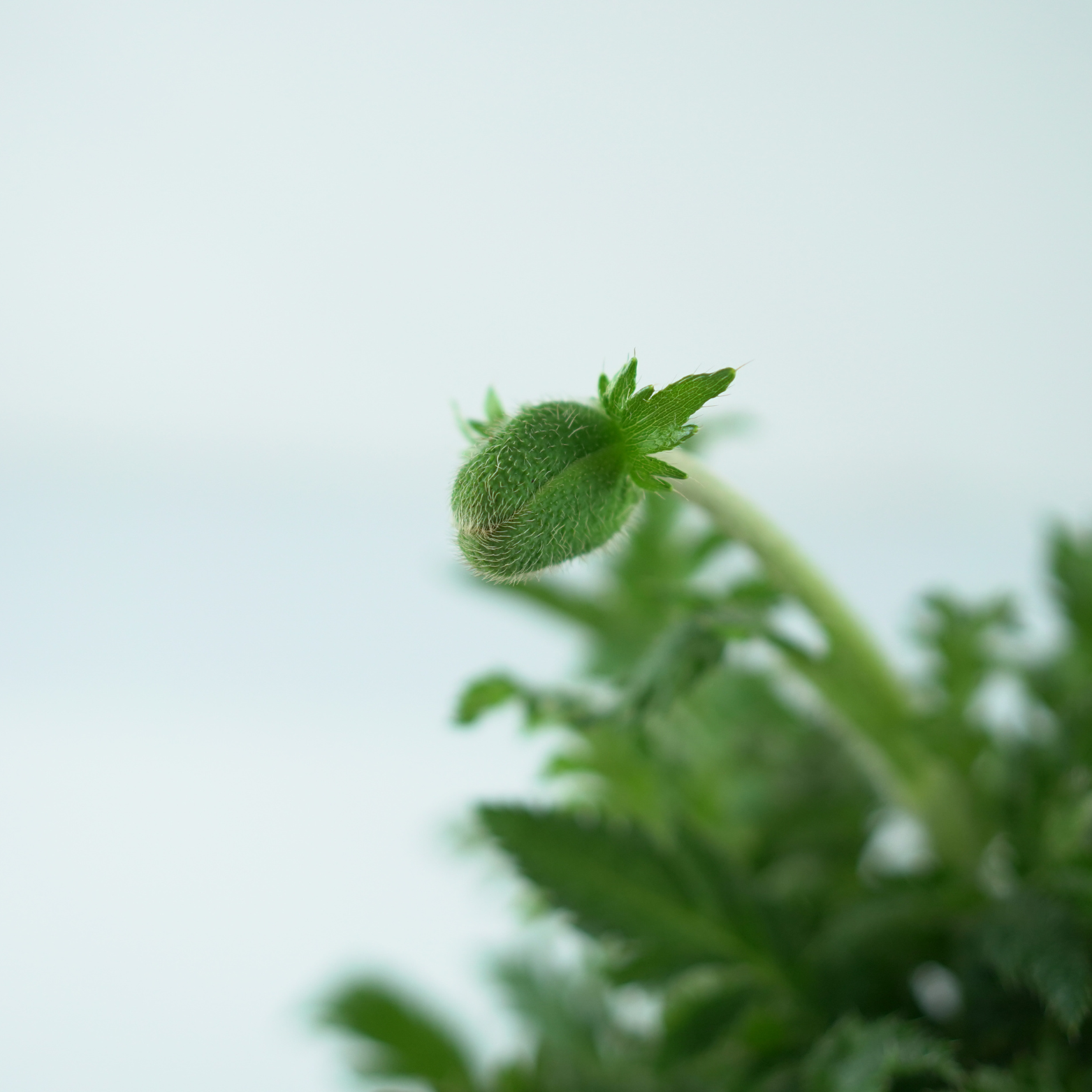 PAPAVER ORIENTALE Mak wschodni