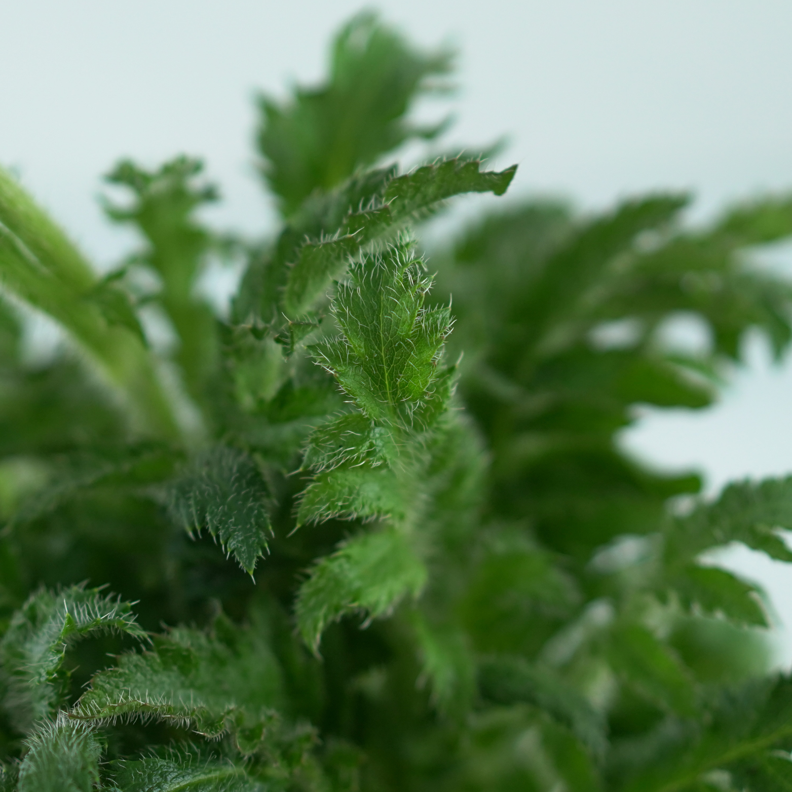 PAPAVER ORIENTALE Mak wschodni