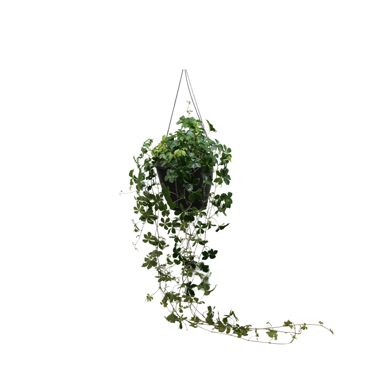 PARTHENOCISSUS 'SUGAR VINE' Winobluszcz