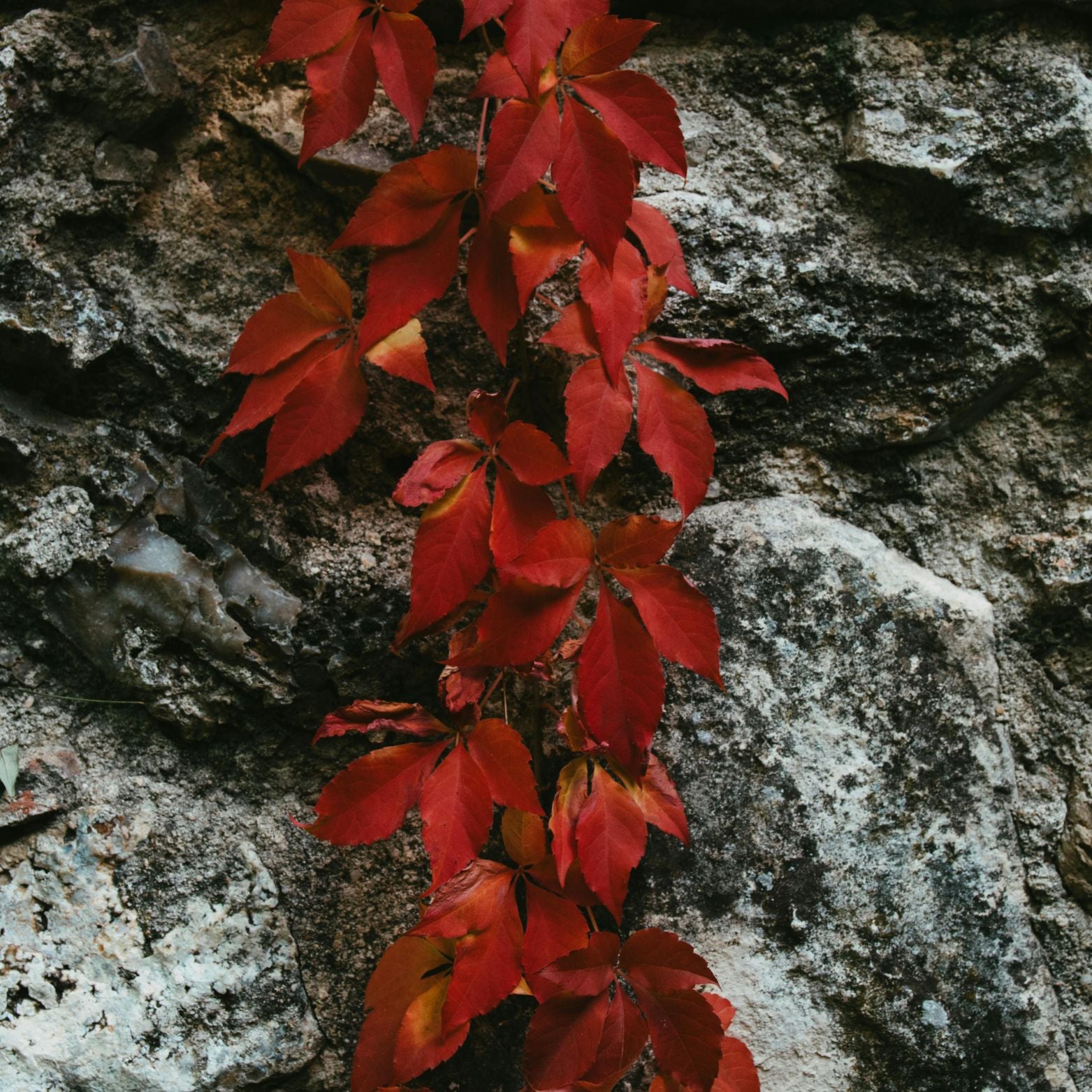 PARTHENOCISSUS QUINQUEFOLIA 'Engelmannii' Winobluszcz pięciolistkowy