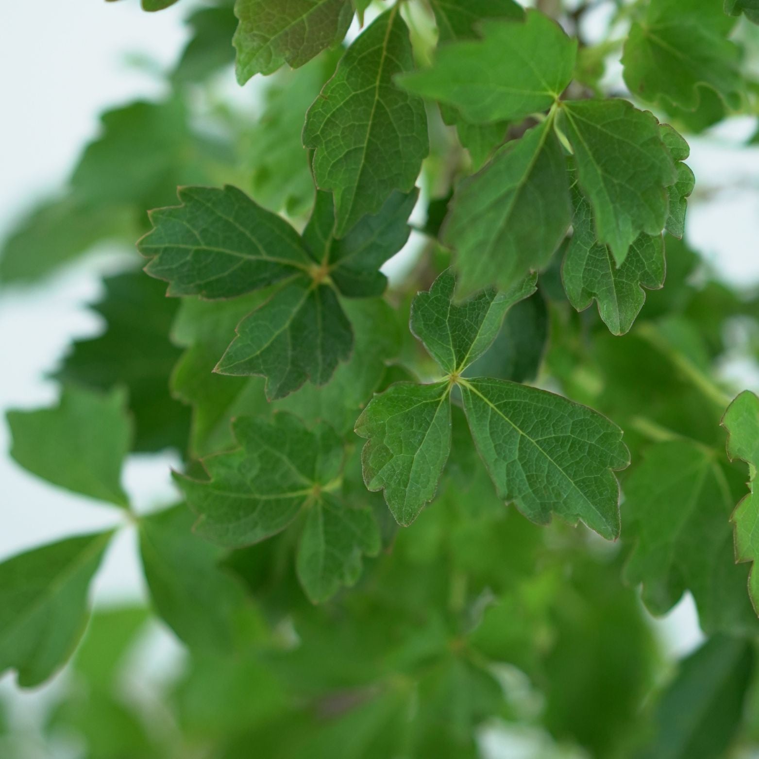 PARTHENOCISSUS TRICUSPIDATA 'VEITCHII' Winobluszcz trójklapowy