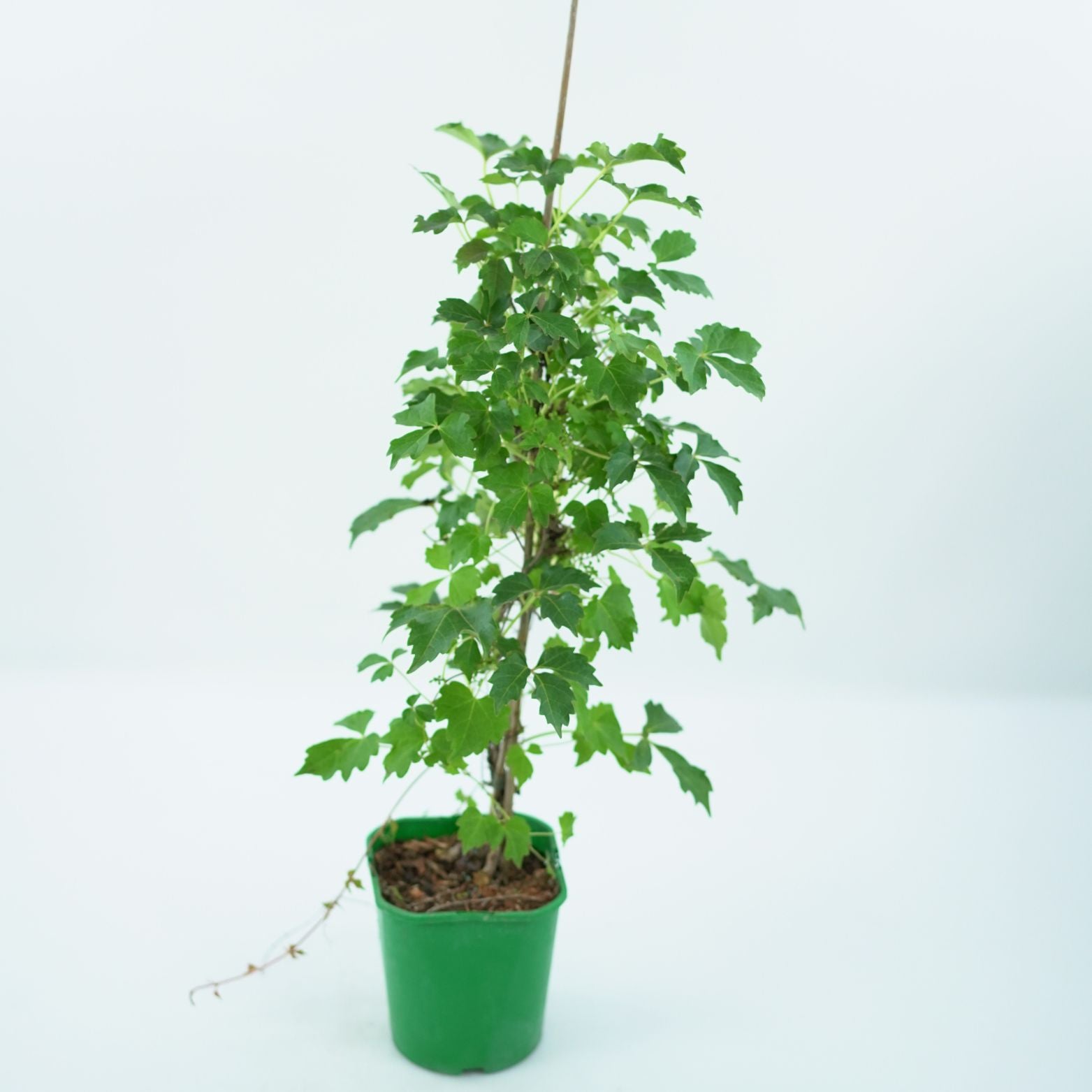 PARTHENOCISSUS TRICUSPIDATA 'VEITCHII' Winobluszcz trójklapowy