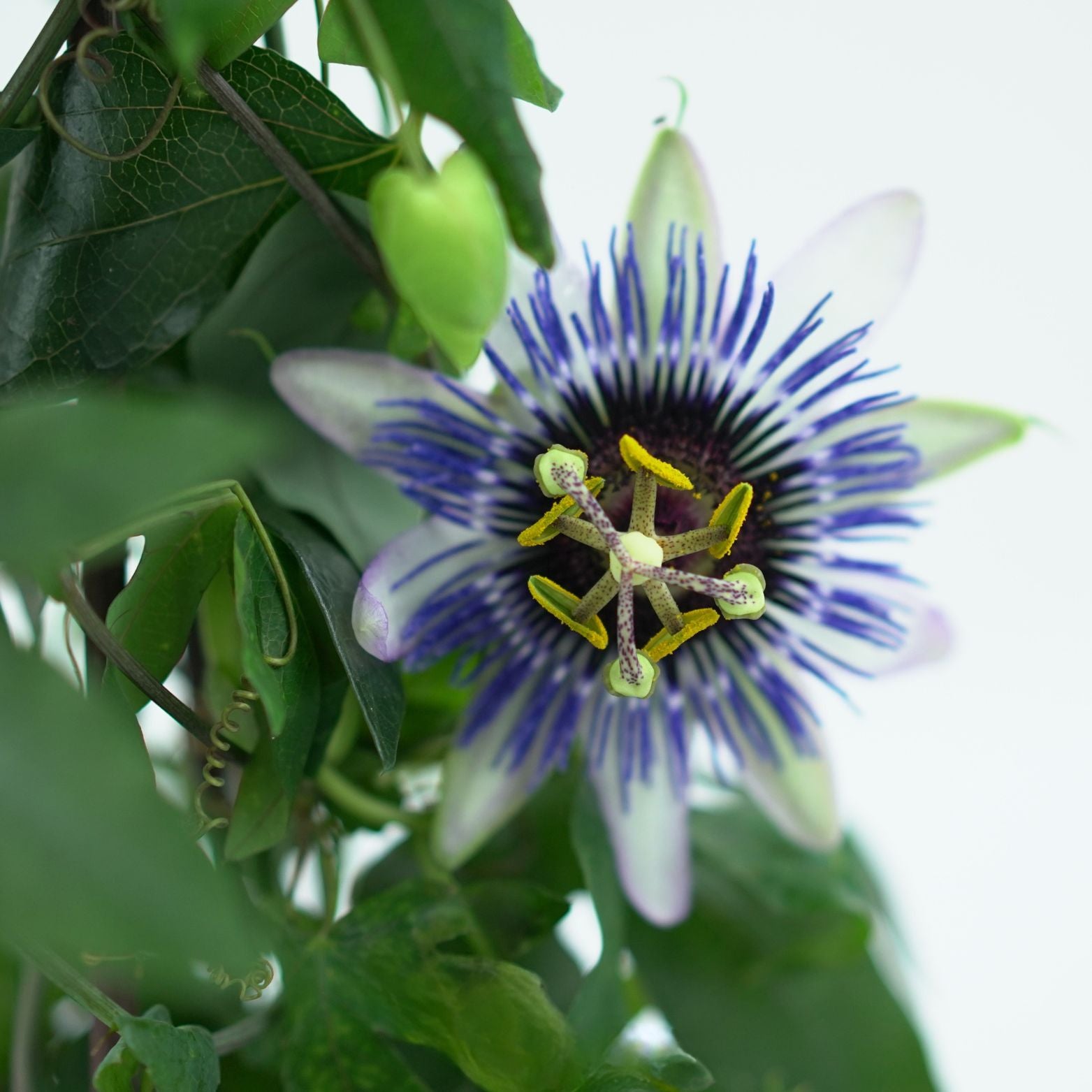 PASSIFLORA Męczennica