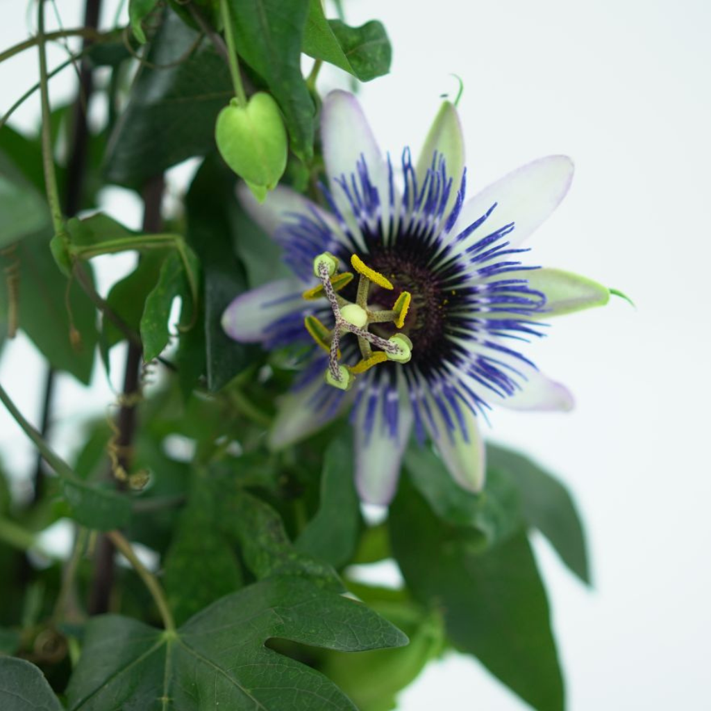 PASSIFLORA Męczennica