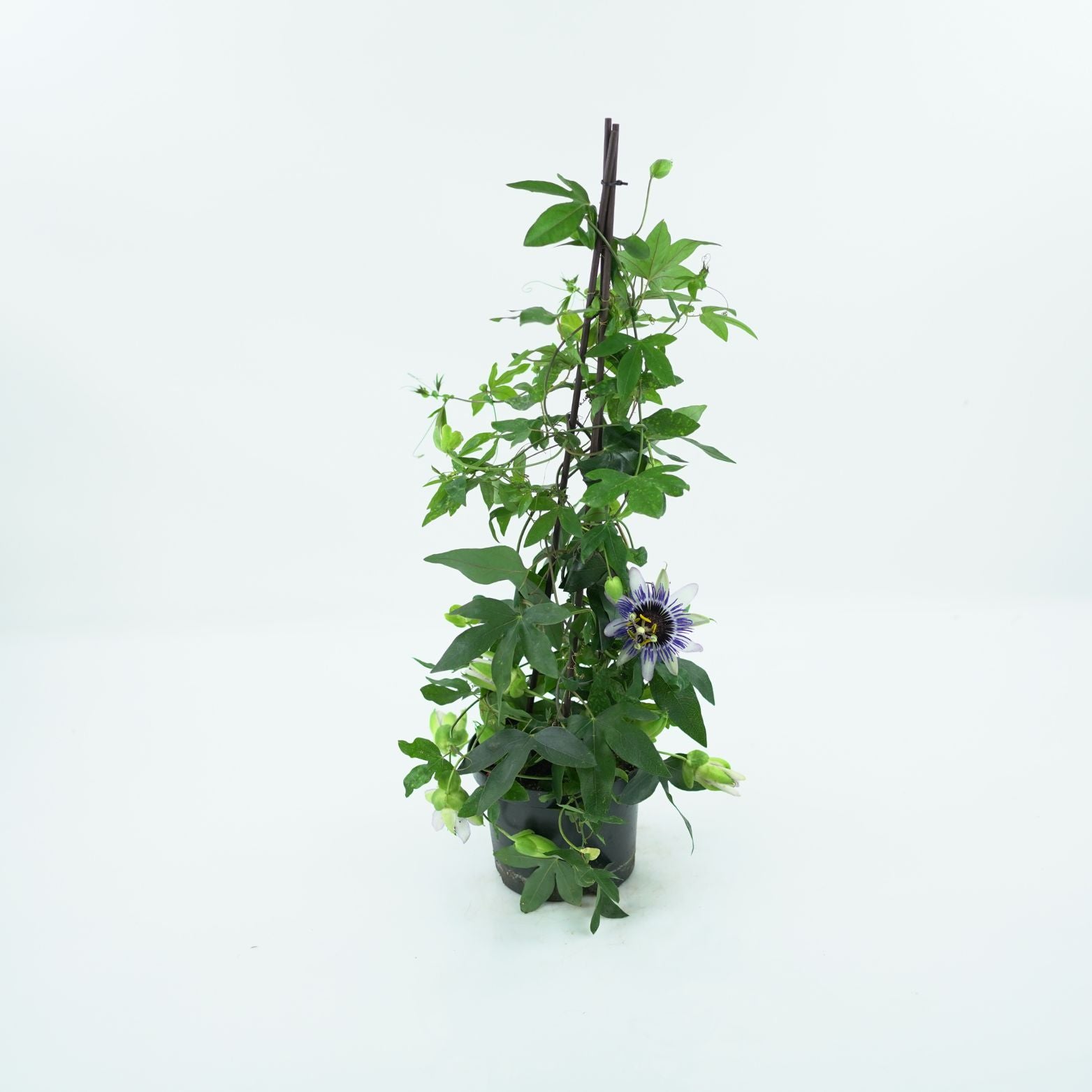 PASSIFLORA Męczennica