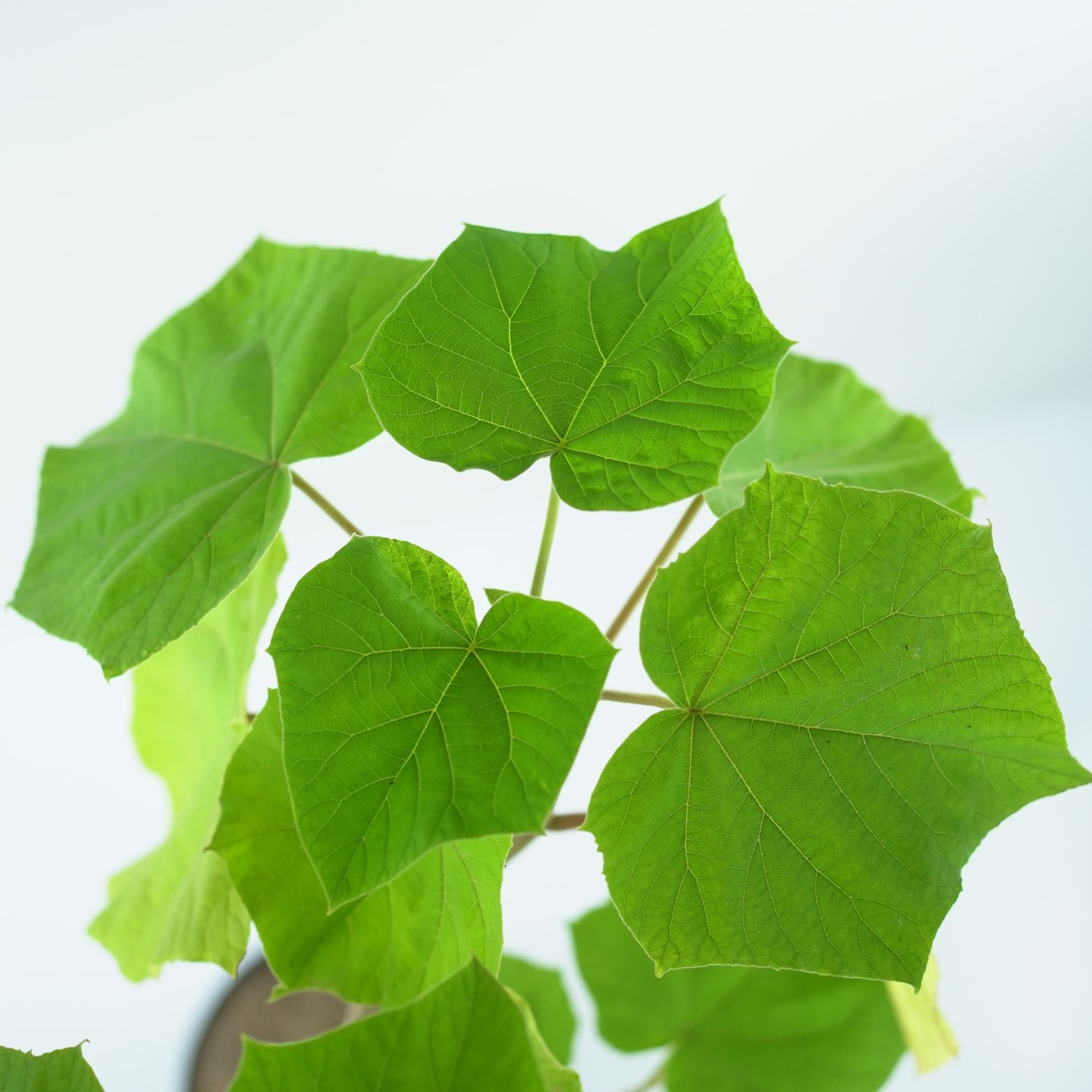 PAULOWNIA TOMENTOSA Paulownia