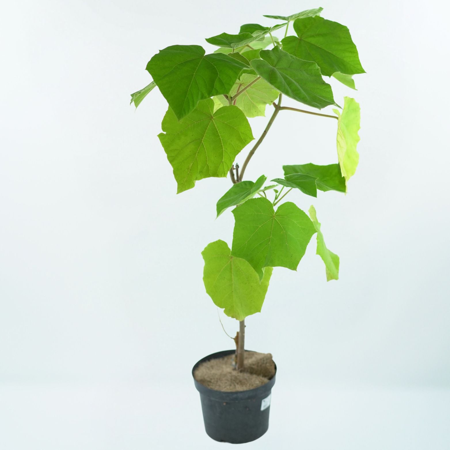 PAULOWNIA TOMENTOSA Paulownia