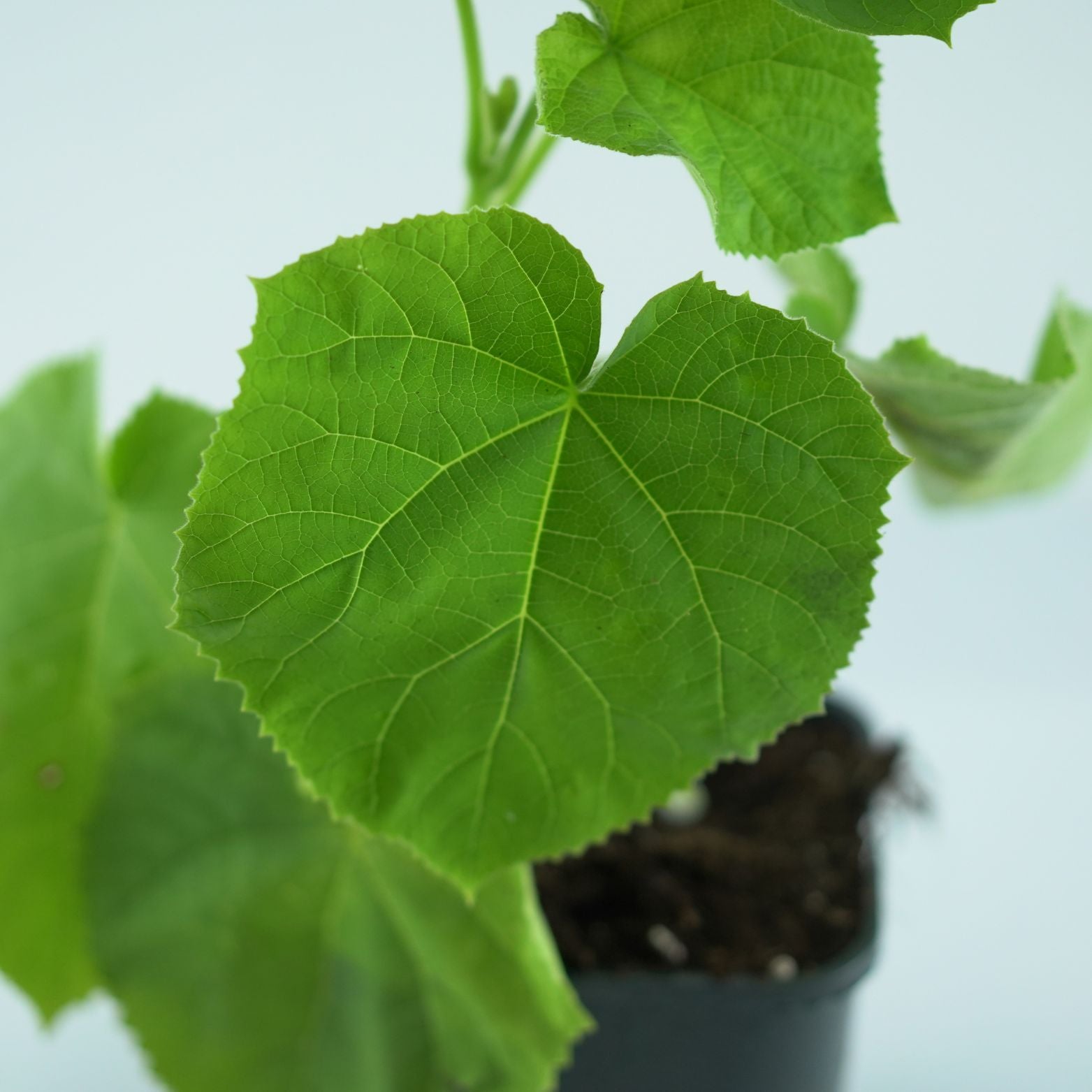 PAULOWNIA TOMENTOSA Paulownia