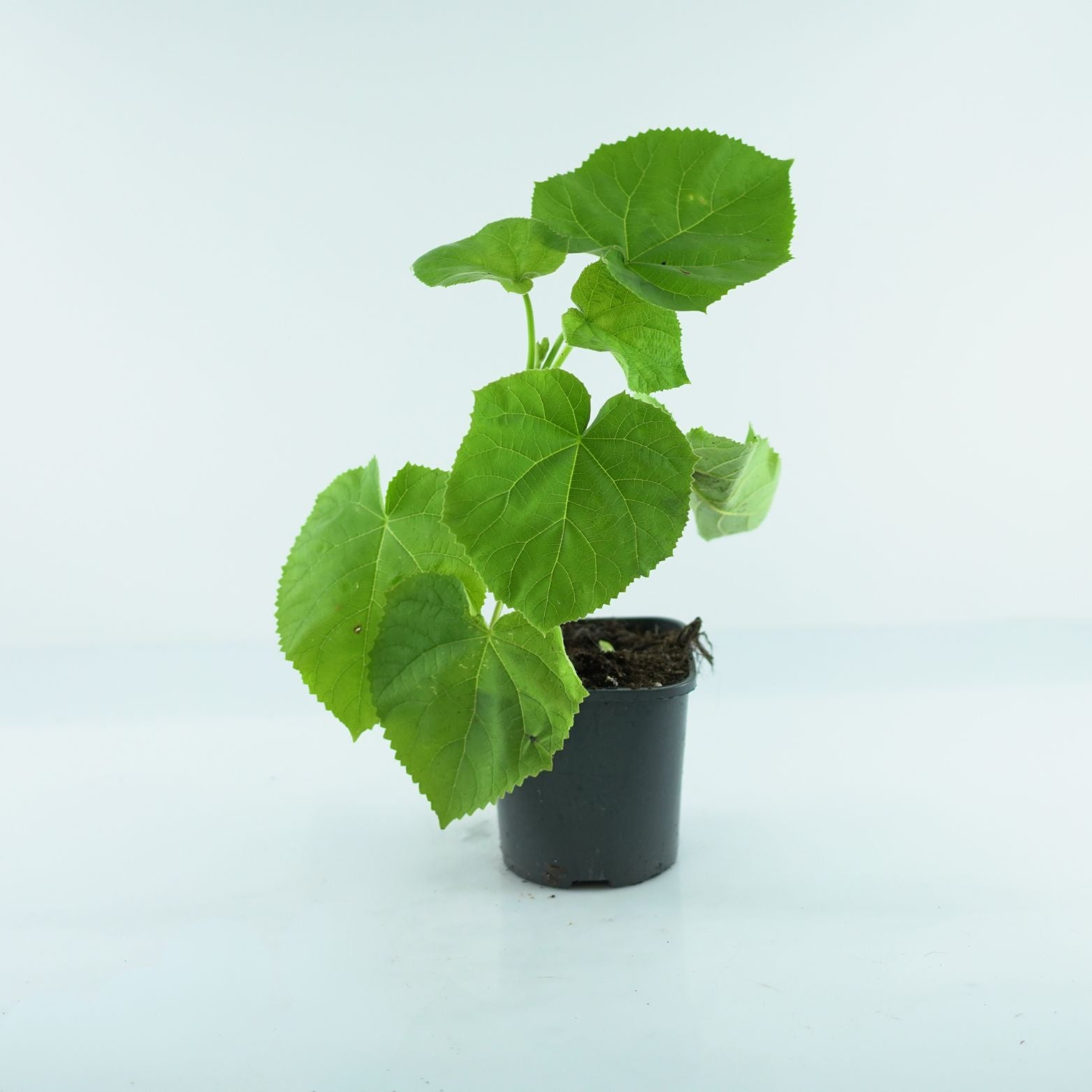 PAULOWNIA TOMENTOSA Paulownia