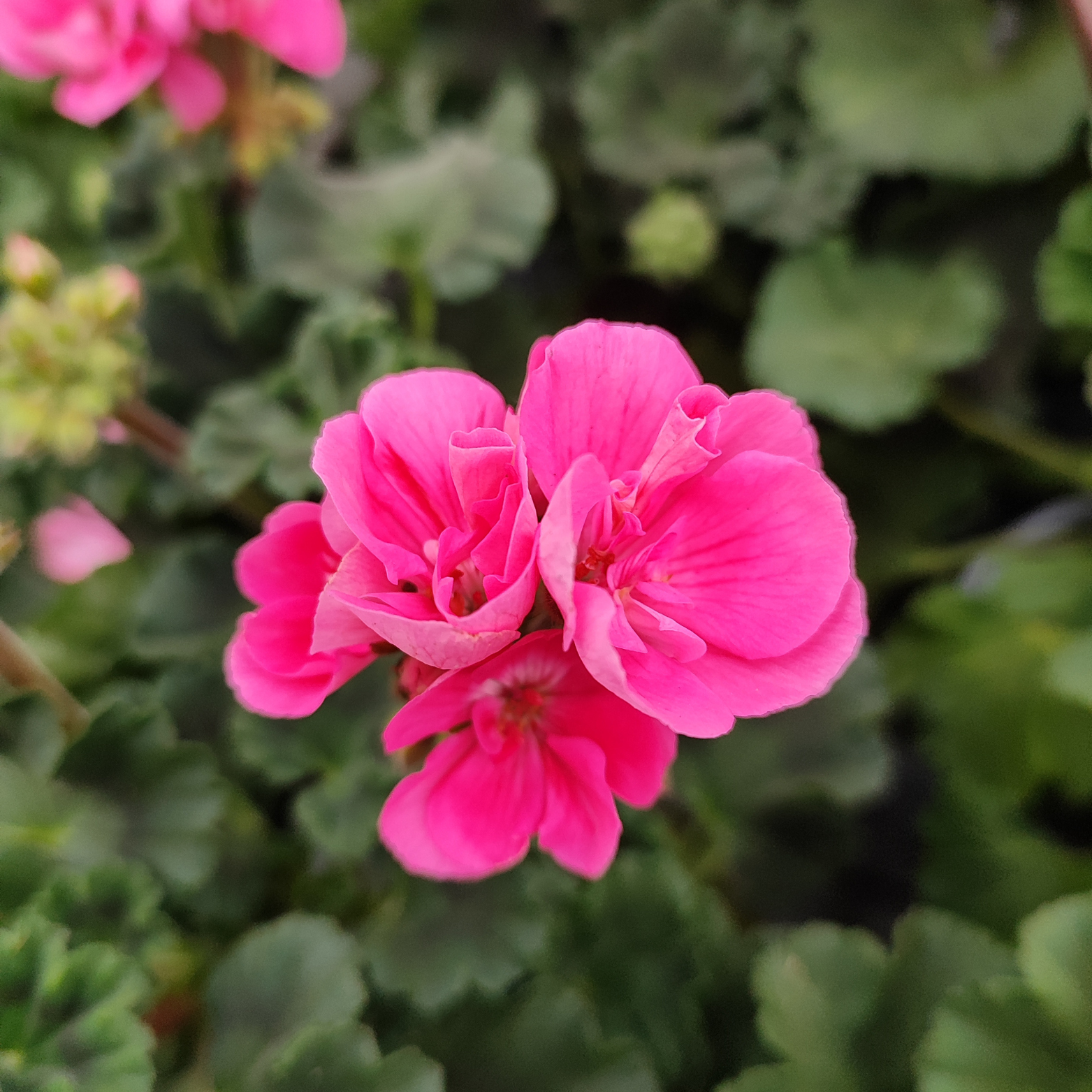 PELARGONIUM ZONALE Pelargonia rabatowa