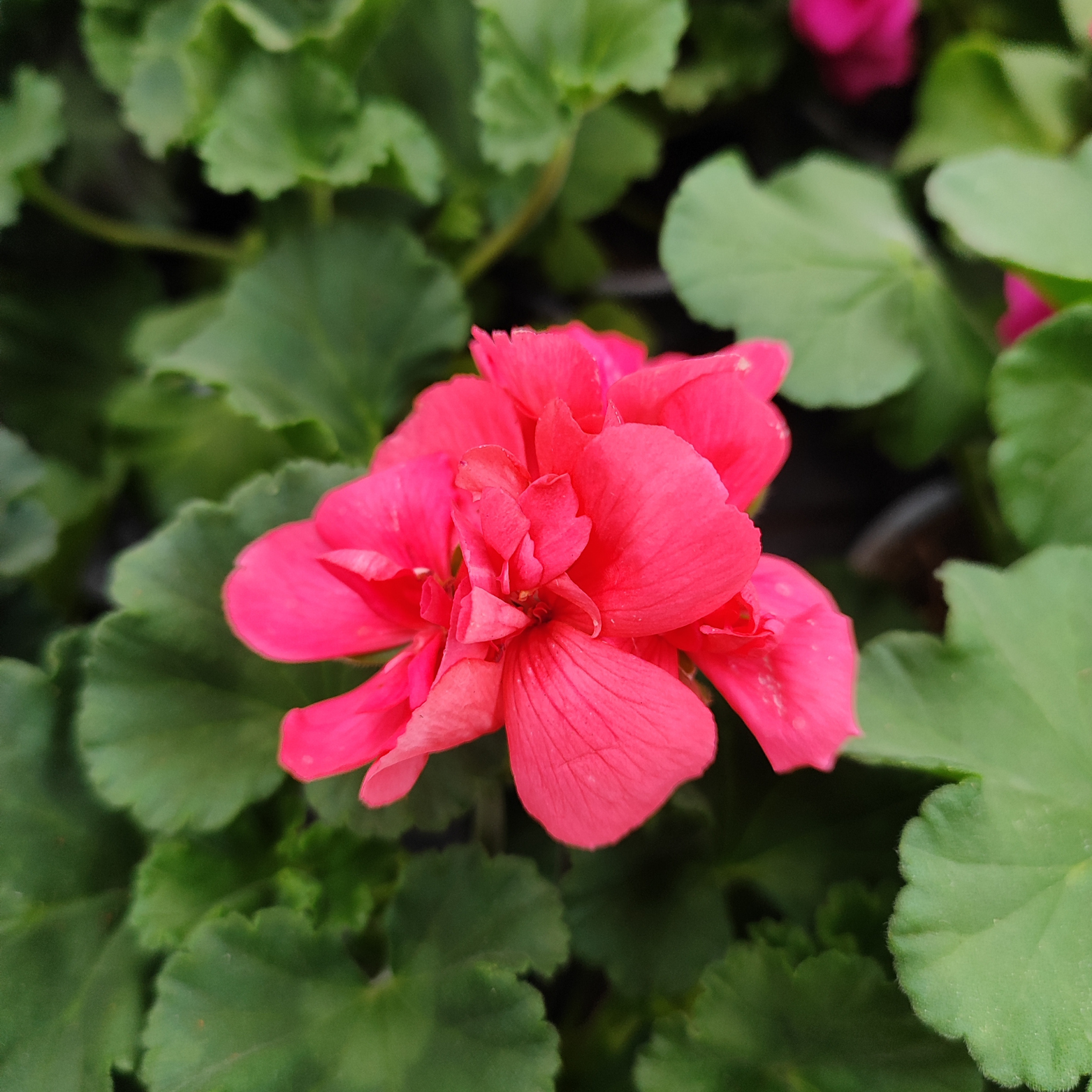 PELARGONIUM ZONALE Pelargonia rabatowa