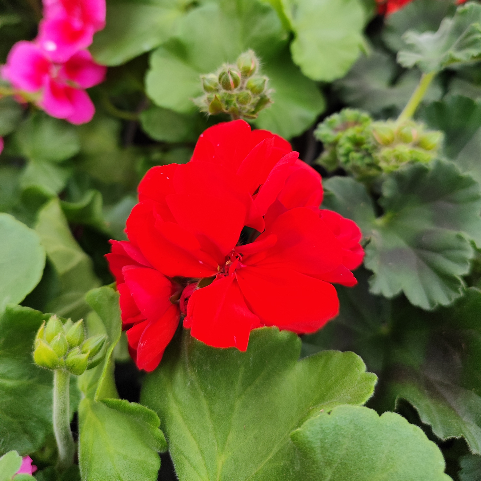 PELARGONIUM ZONALE Pelargonia rabatowa