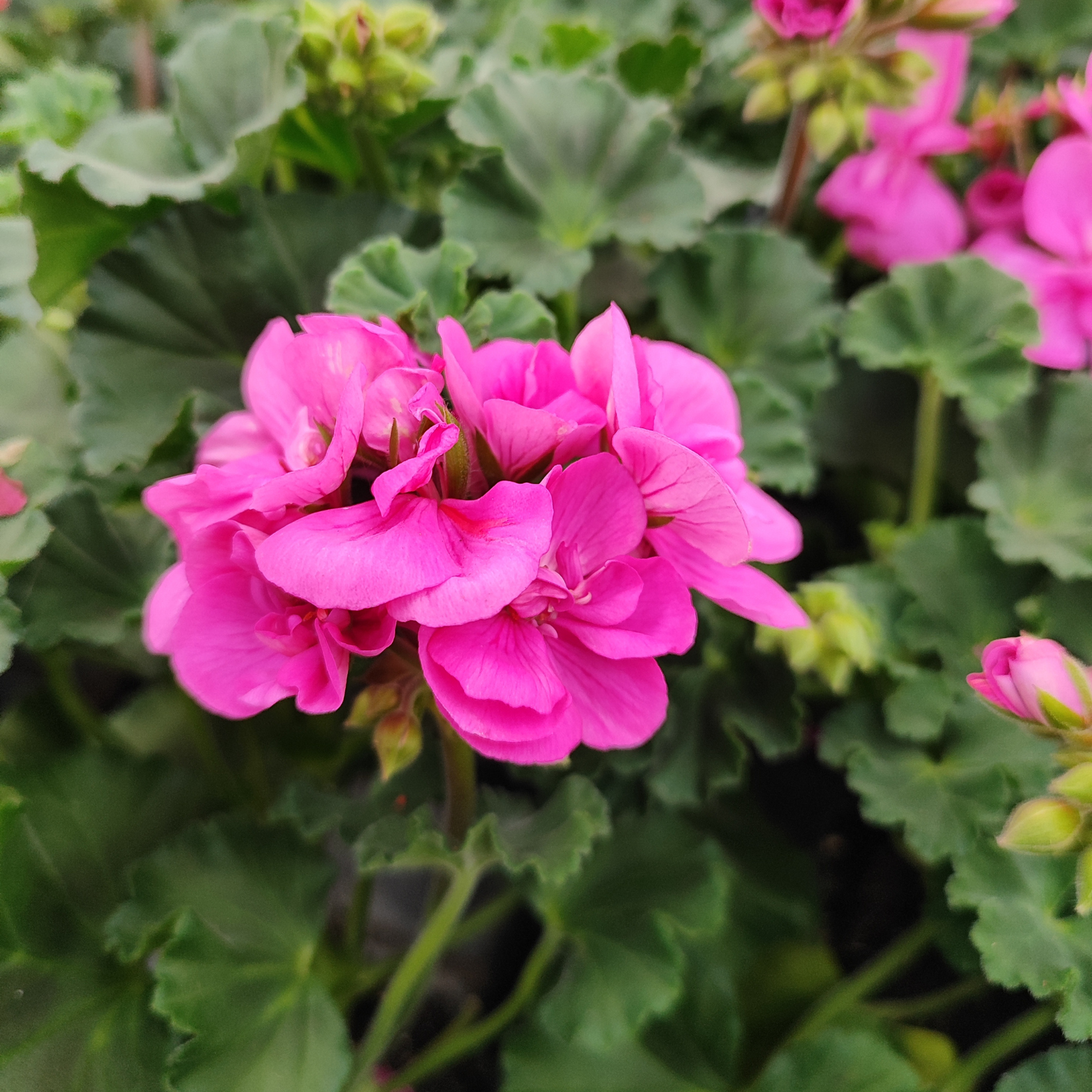 PELARGONIUM ZONALE Pelargonia rabatowa