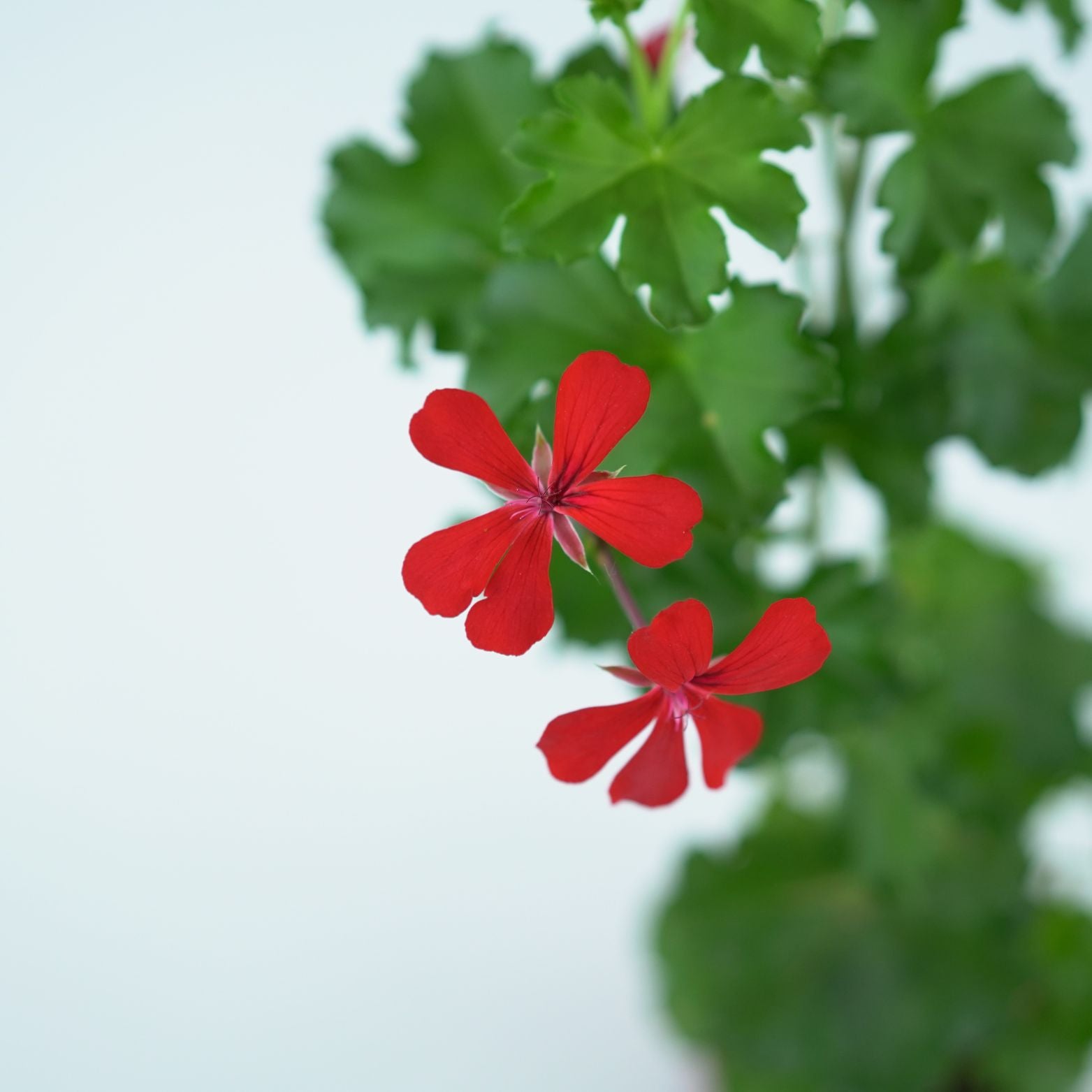PELARGONIUM 'PELTATUM' Pelargonia pnąca