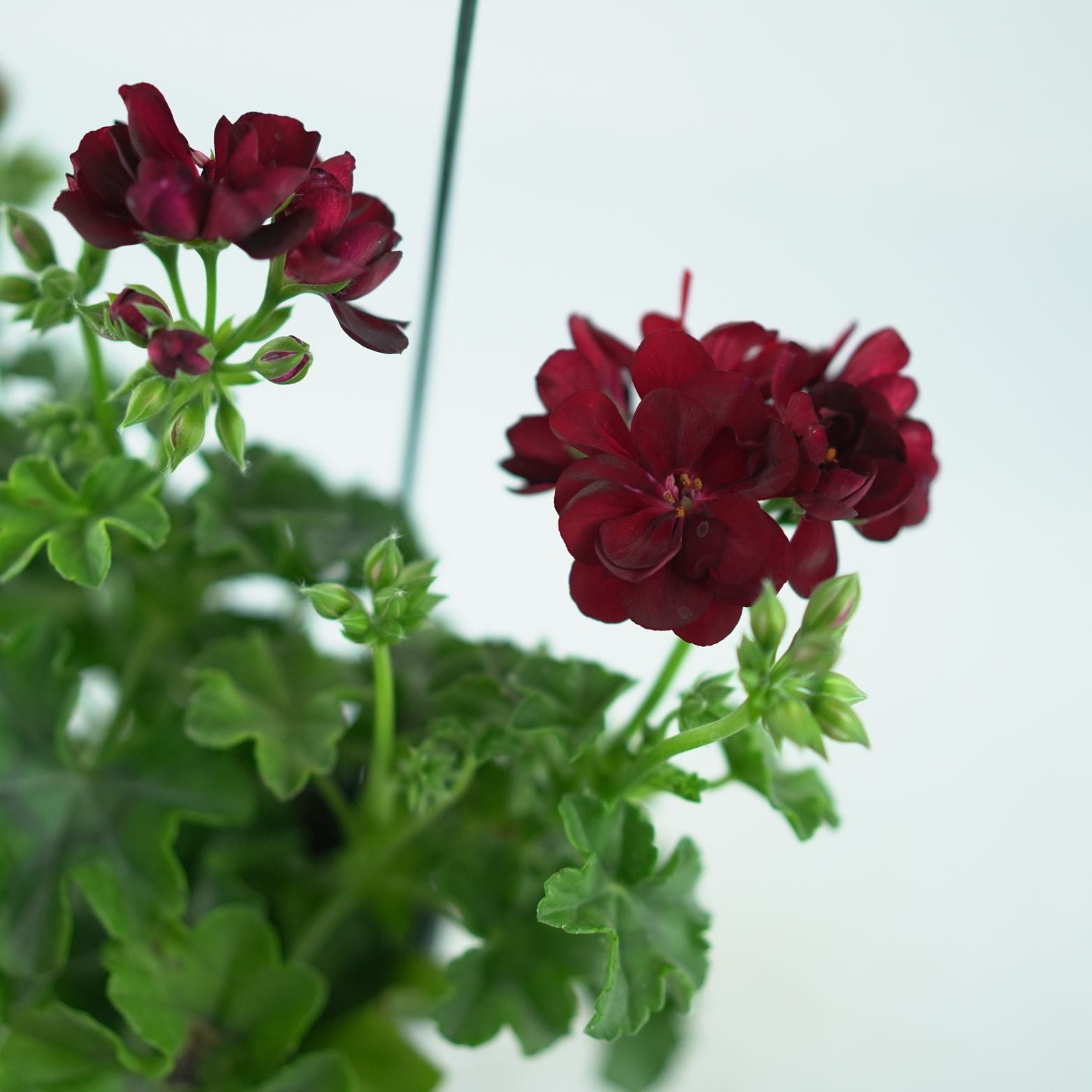 PELARGONIUM 'PELTATUM' Pelargonia pnąca
