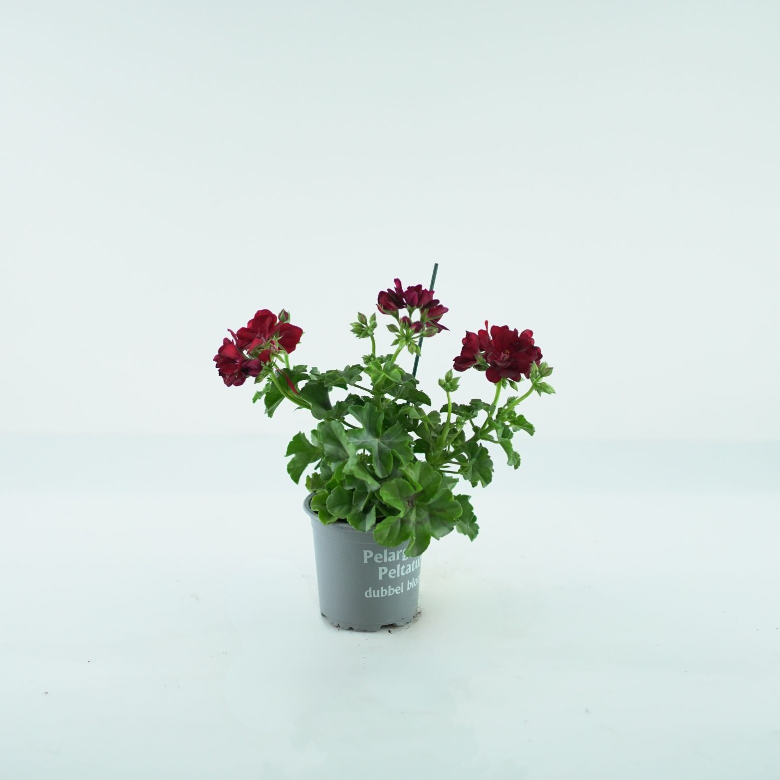 PELARGONIUM 'PELTATUM' Pelargonia pnąca