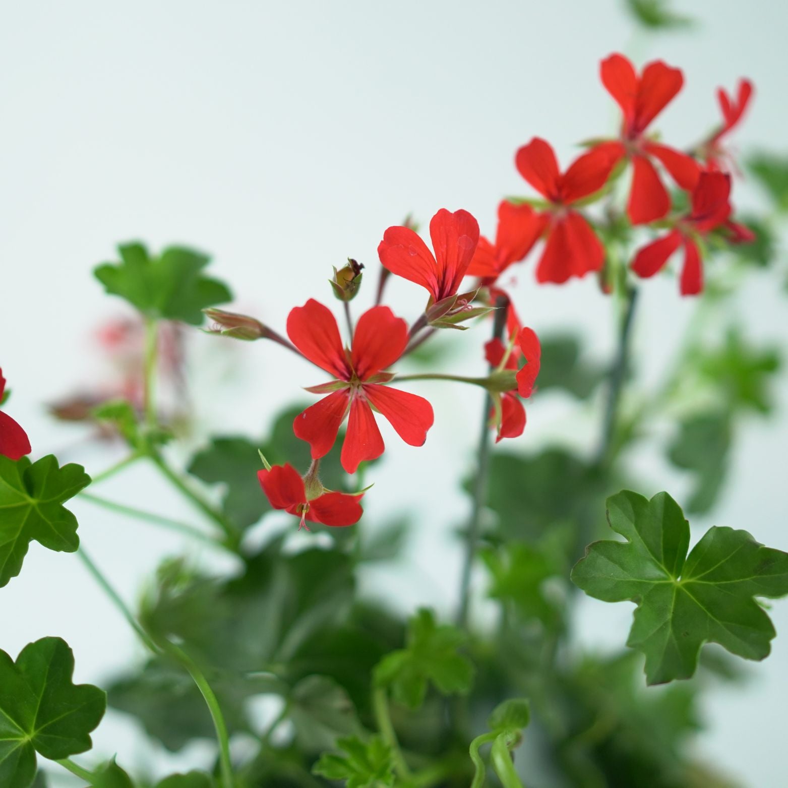 PELARGONIUM 'PELTATUM' Pelargonia pnąca