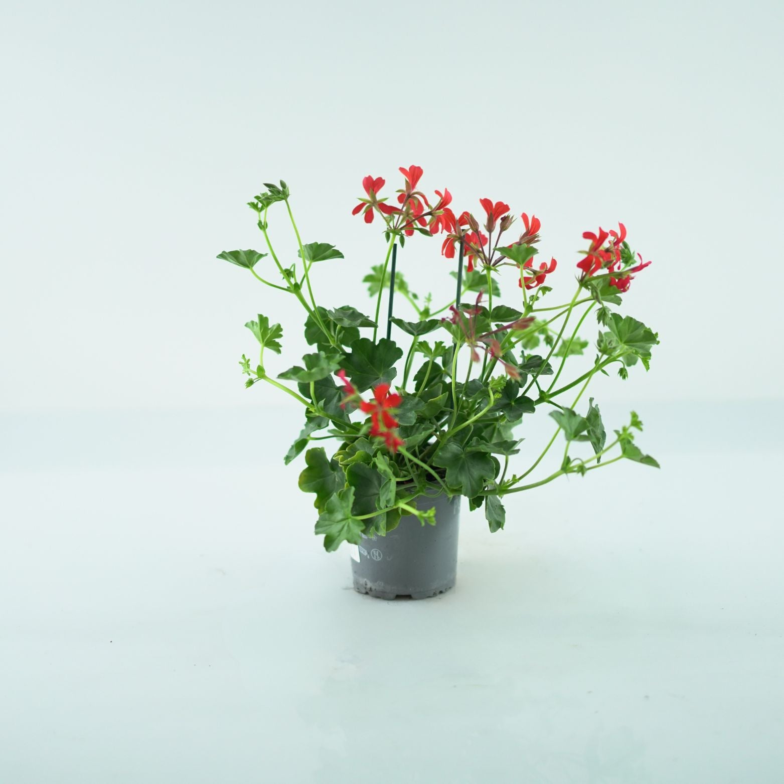 PELARGONIUM 'PELTATUM' Pelargonia pnąca