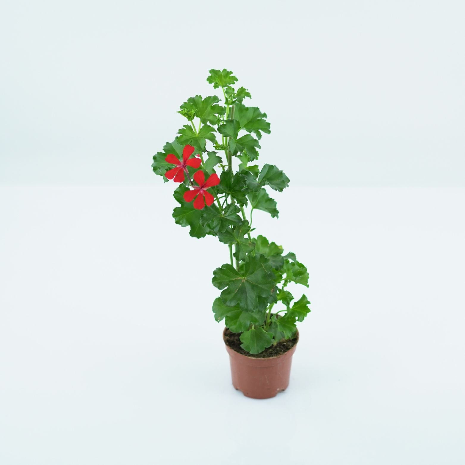 PELARGONIUM 'PELTATUM' Pelargonia pnąca