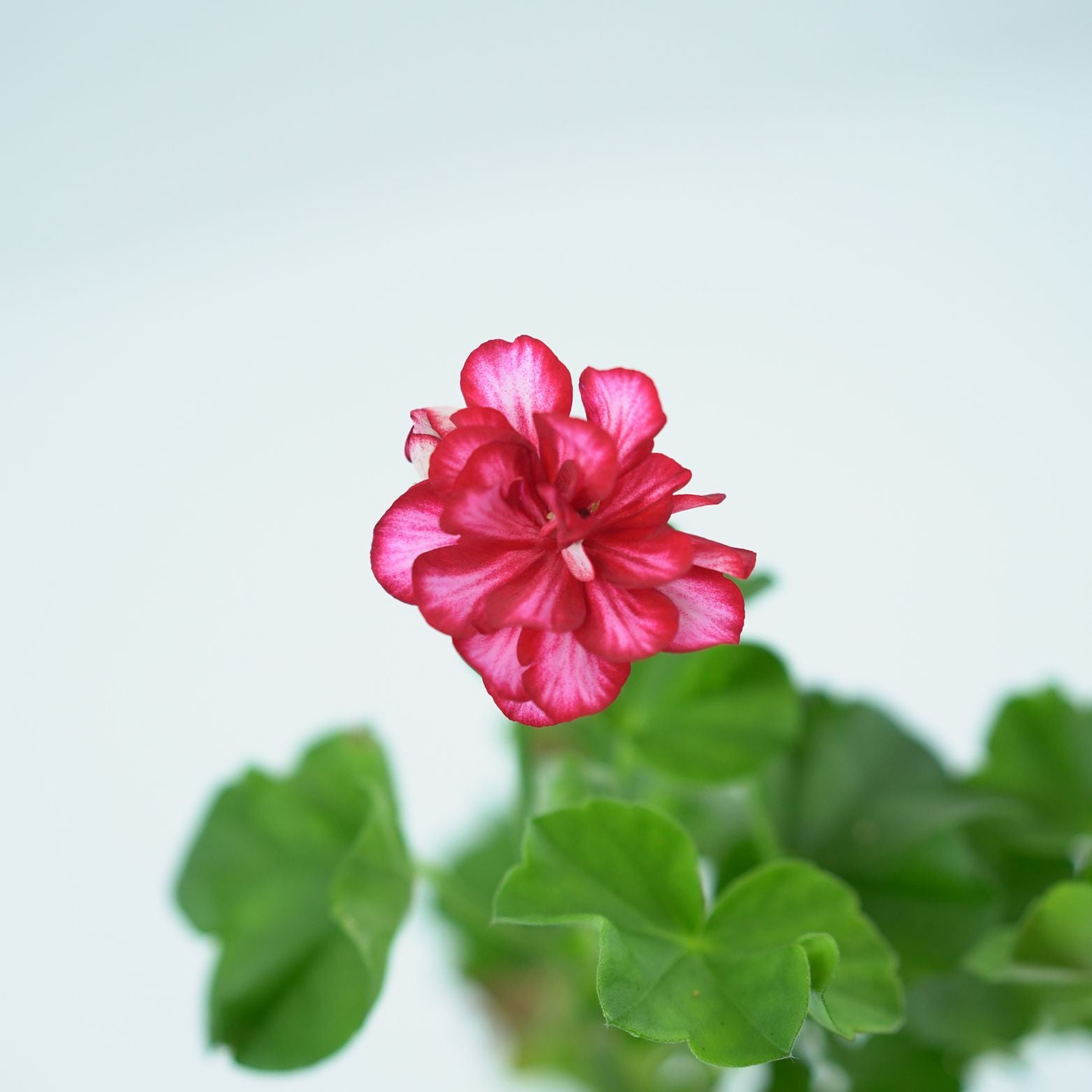 PELARGONIUM 'PELTATUM' Pelargonia pnąca