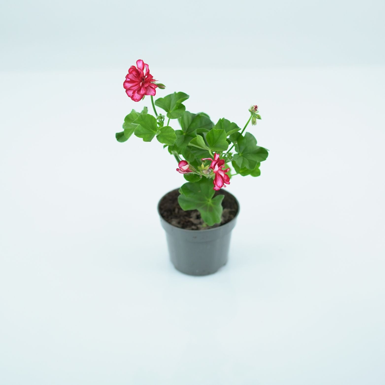 PELARGONIUM 'PELTATUM' Pelargonia pnąca