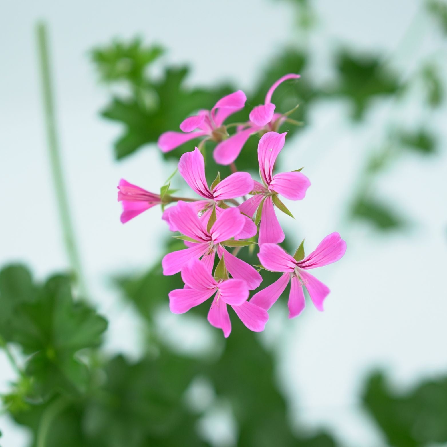 PELARGONIUM 'PELTATUM' Pelargonia pnąca