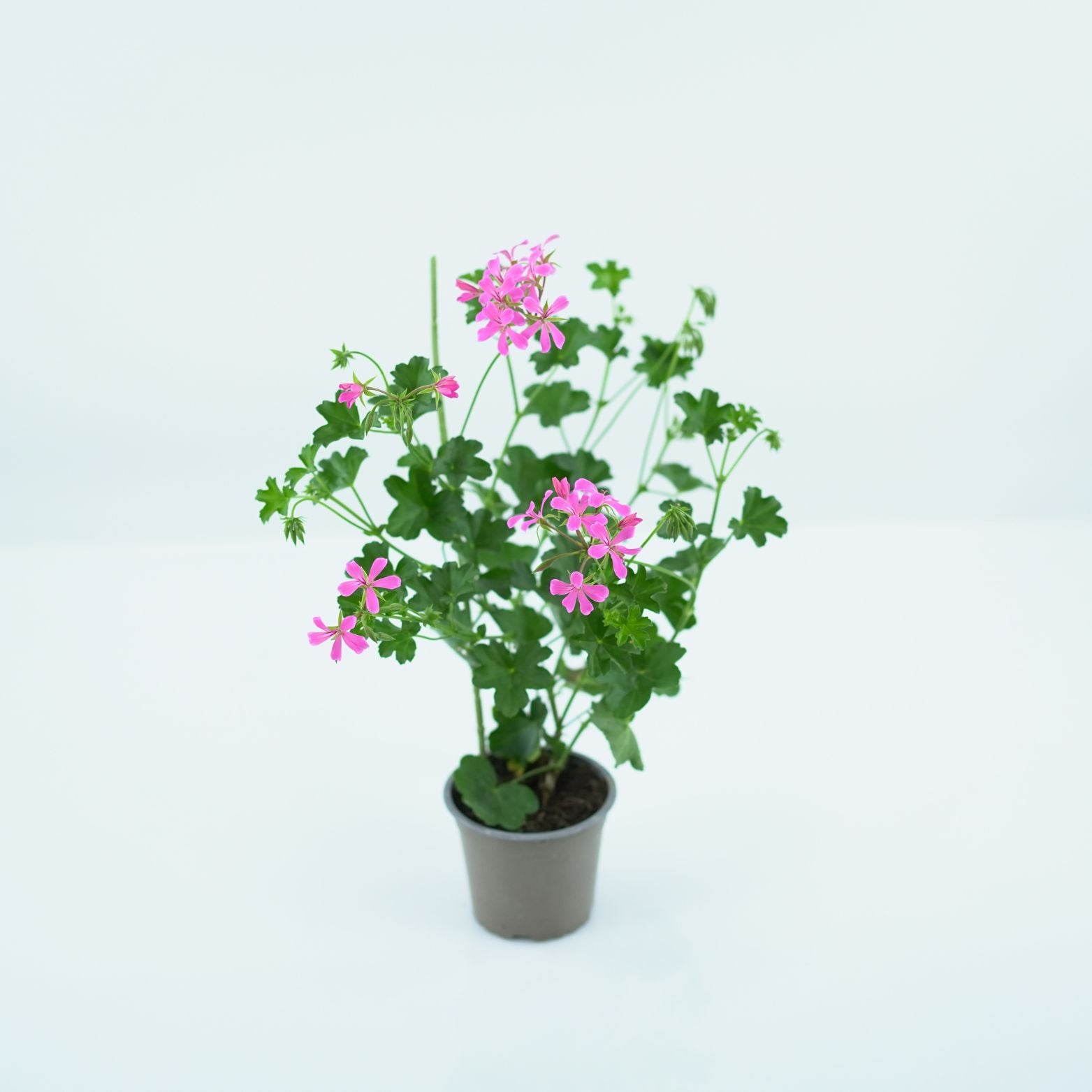 PELARGONIUM 'PELTATUM' Pelargonia pnąca
