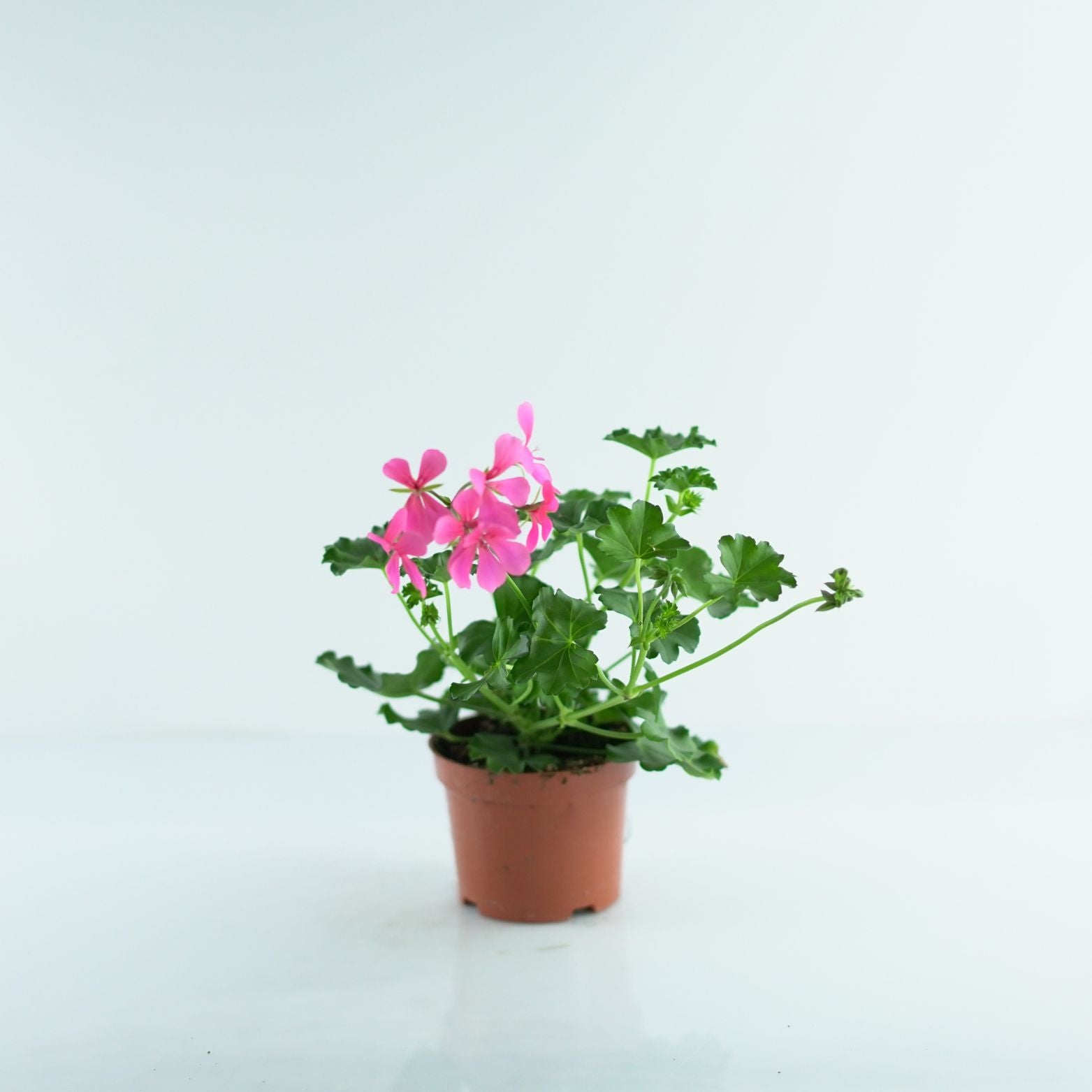 PELARGONIUM 'PELTATUM' Pelargonia pnąca