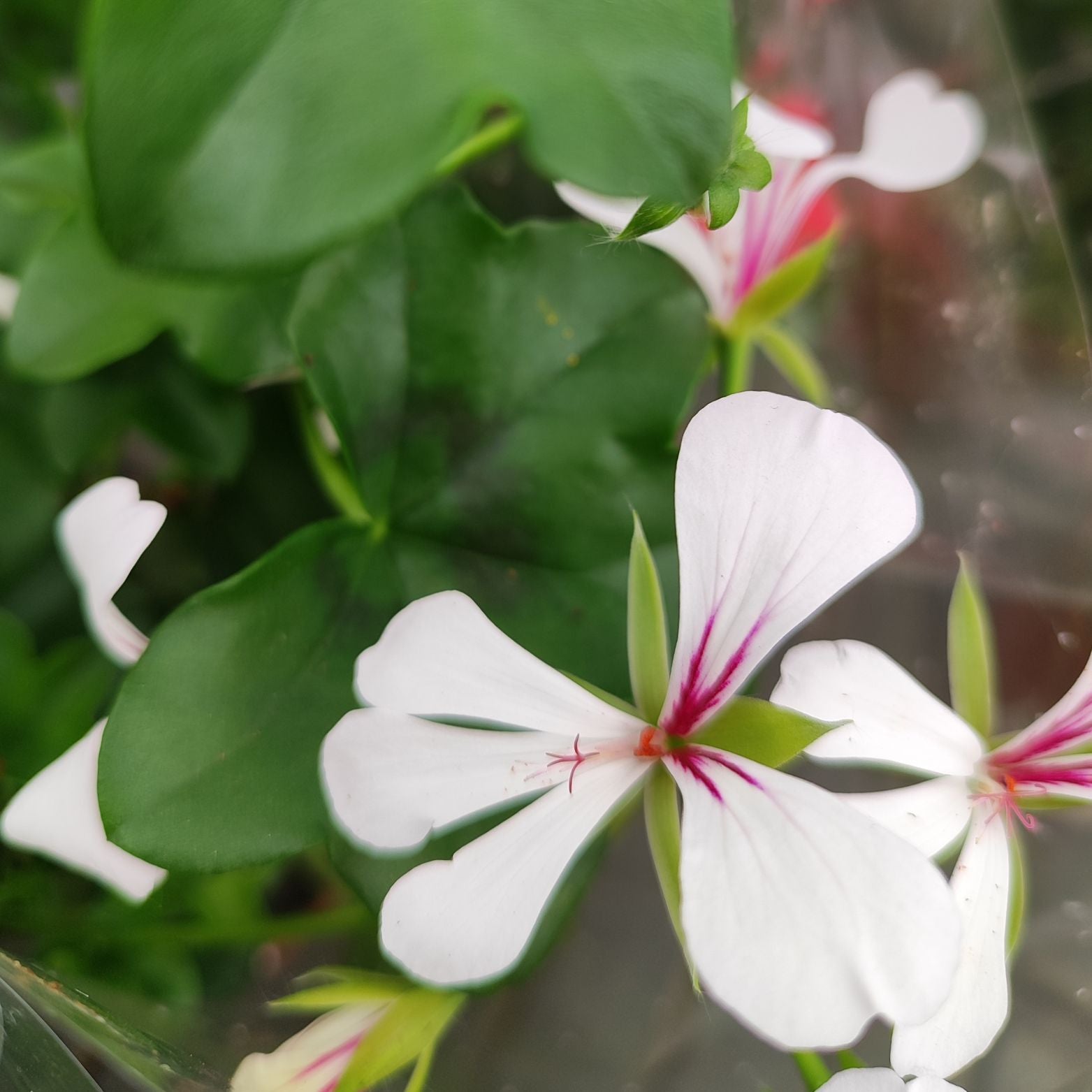PELARGONIUM 'PELTATUM' Pelargonia pnąca
