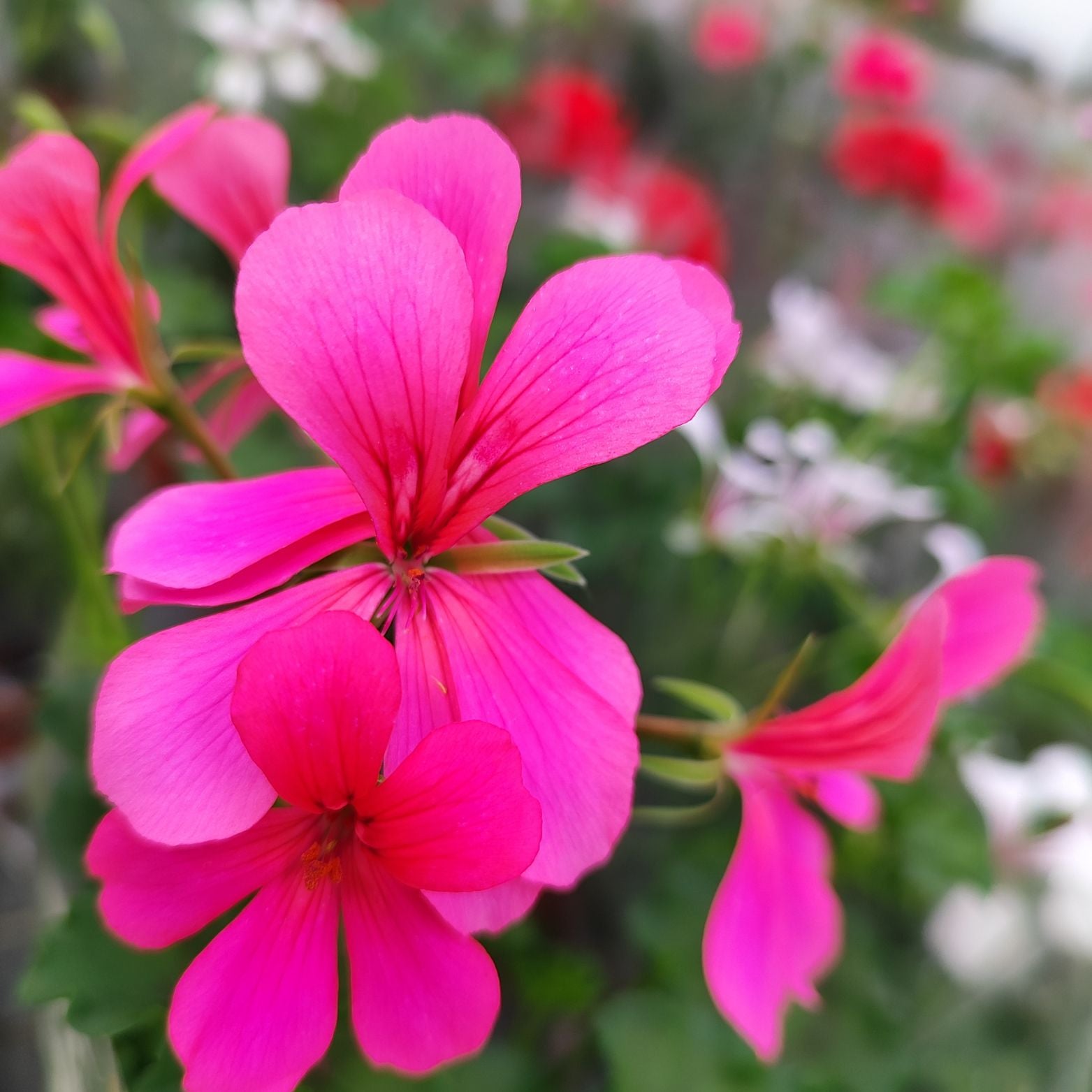 PELARGONIUM 'PELTATUM' Pelargonia pnąca