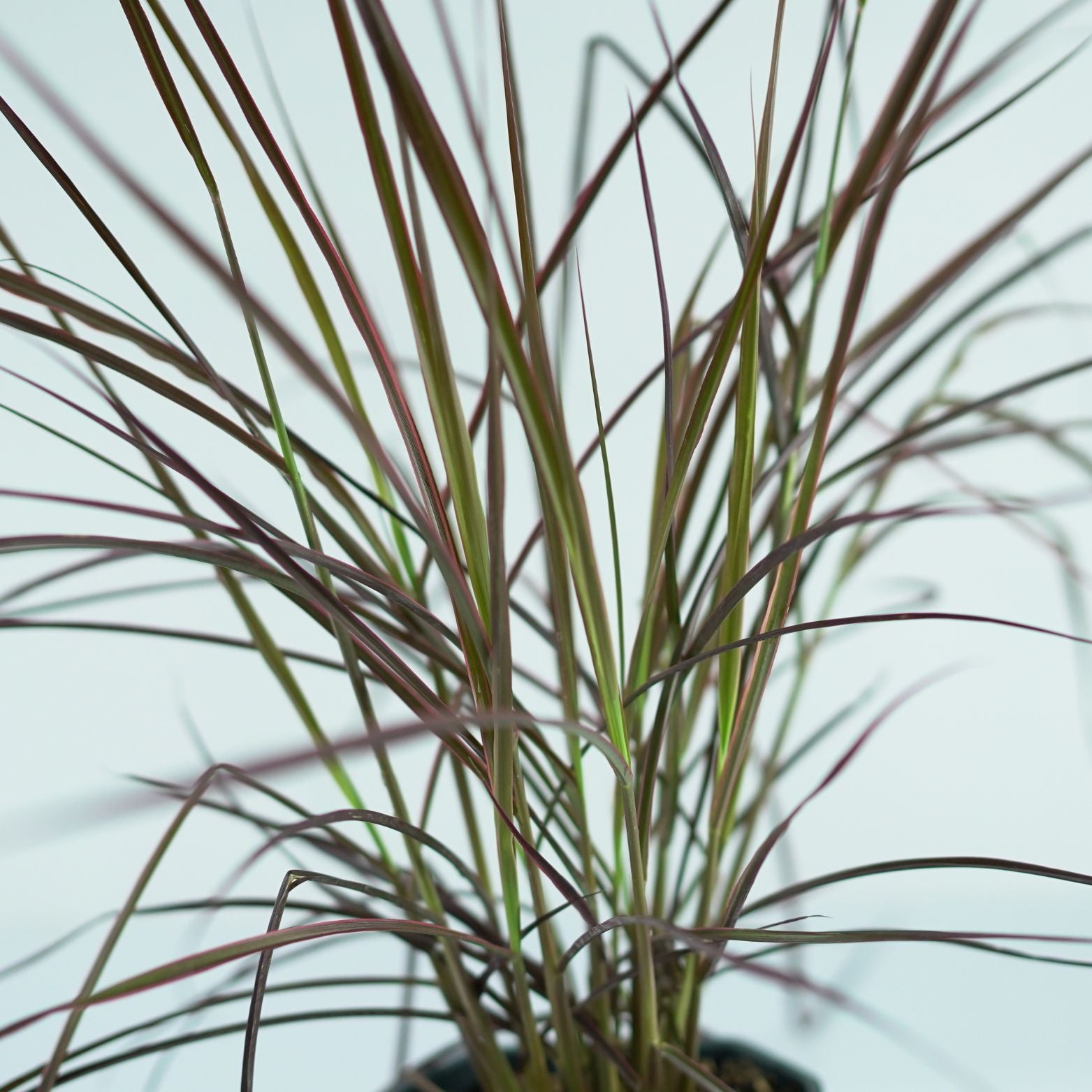 PENNISETUM ADVENA 'Fireworks' Rozplenica