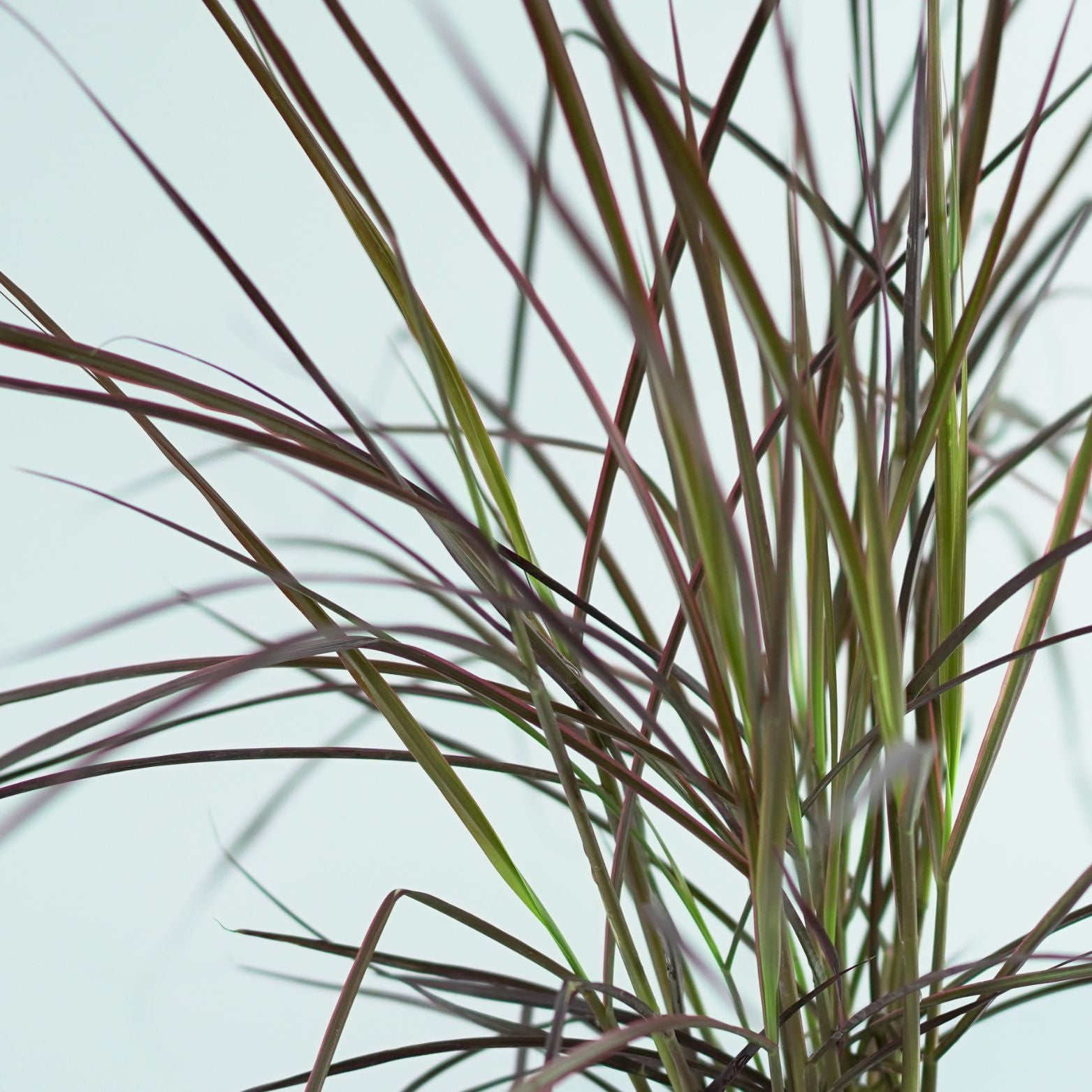 PENNISETUM ADVENA 'Fireworks' Rozplenica