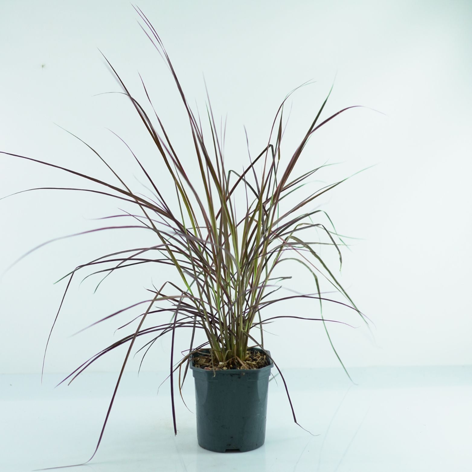PENNISETUM ADVENA 'Fireworks' Rozplenica