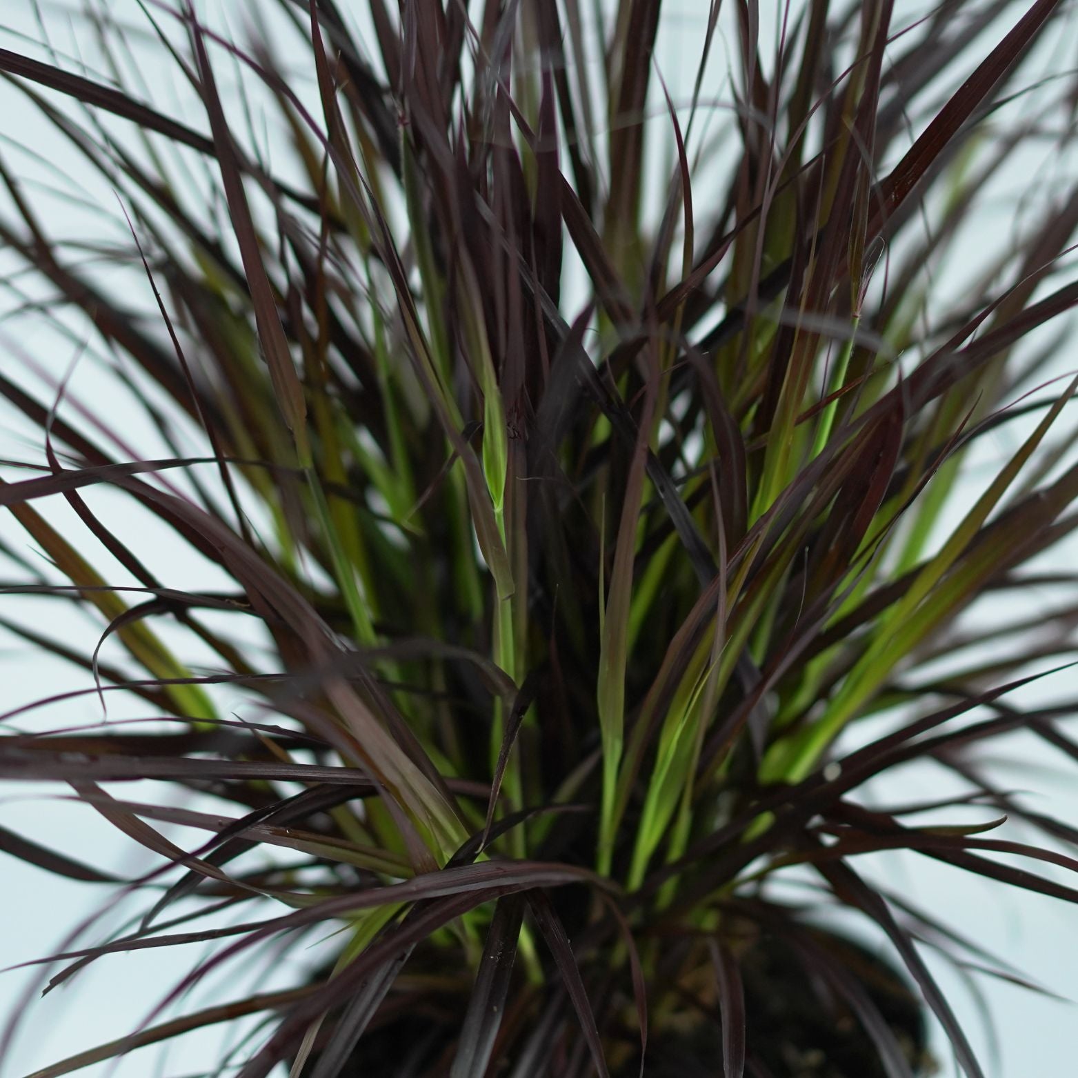 PENNISETUM ADVENA 'Rubrum' Rozplenica