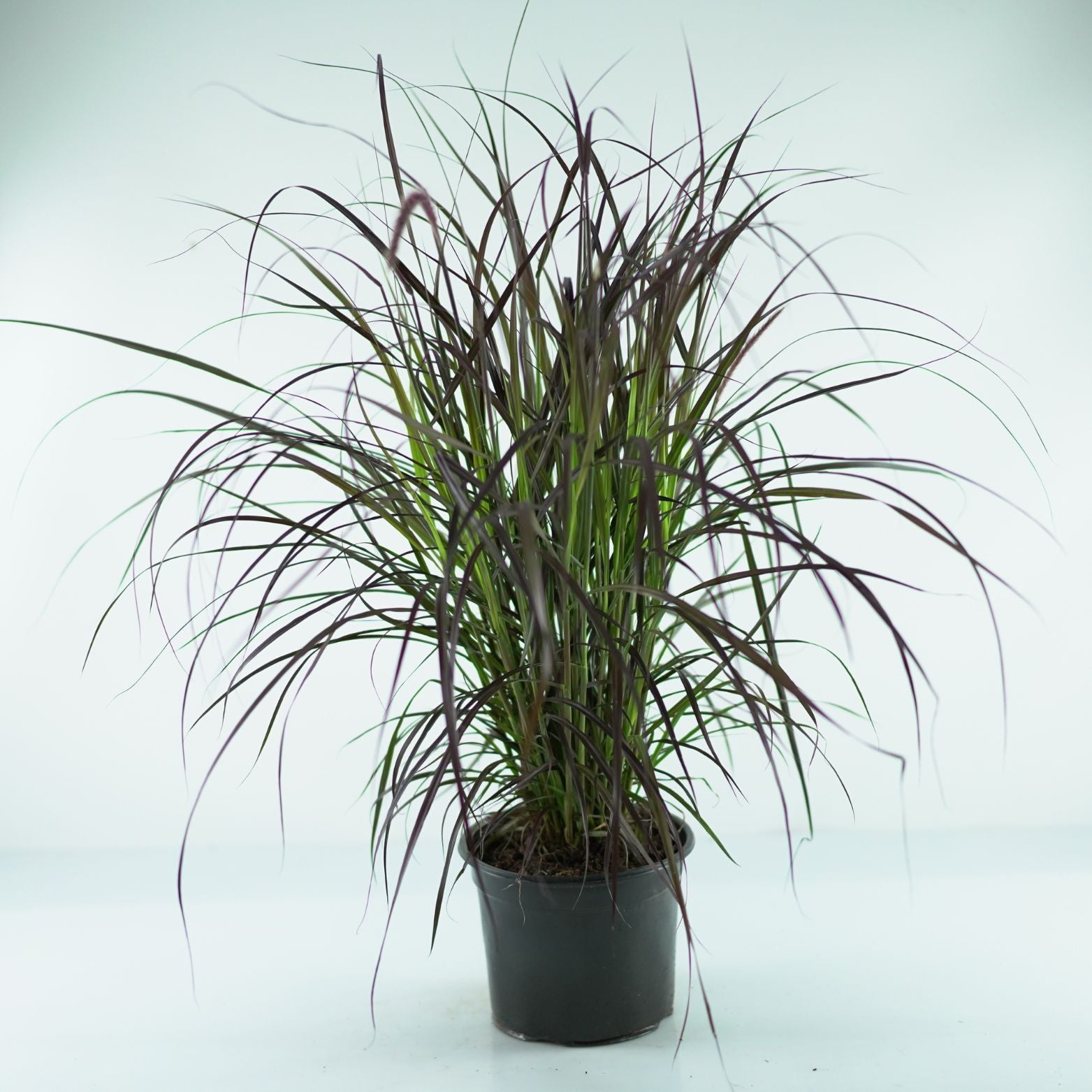 PENNISETUM ADVENA 'Rubrum' Rozplenica