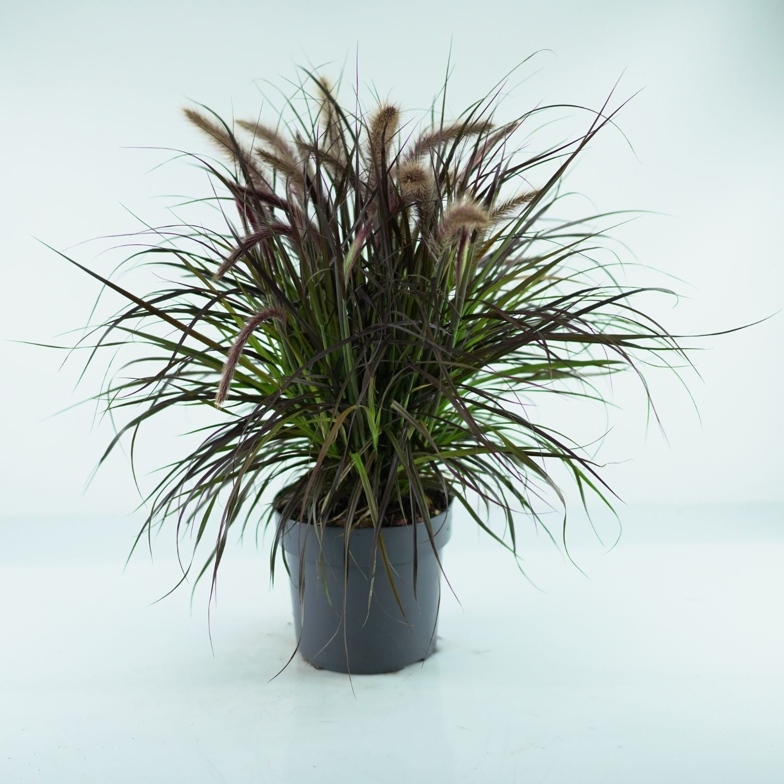 PENNISETUM ADVENA 'Tiny Tails' Rozplenica