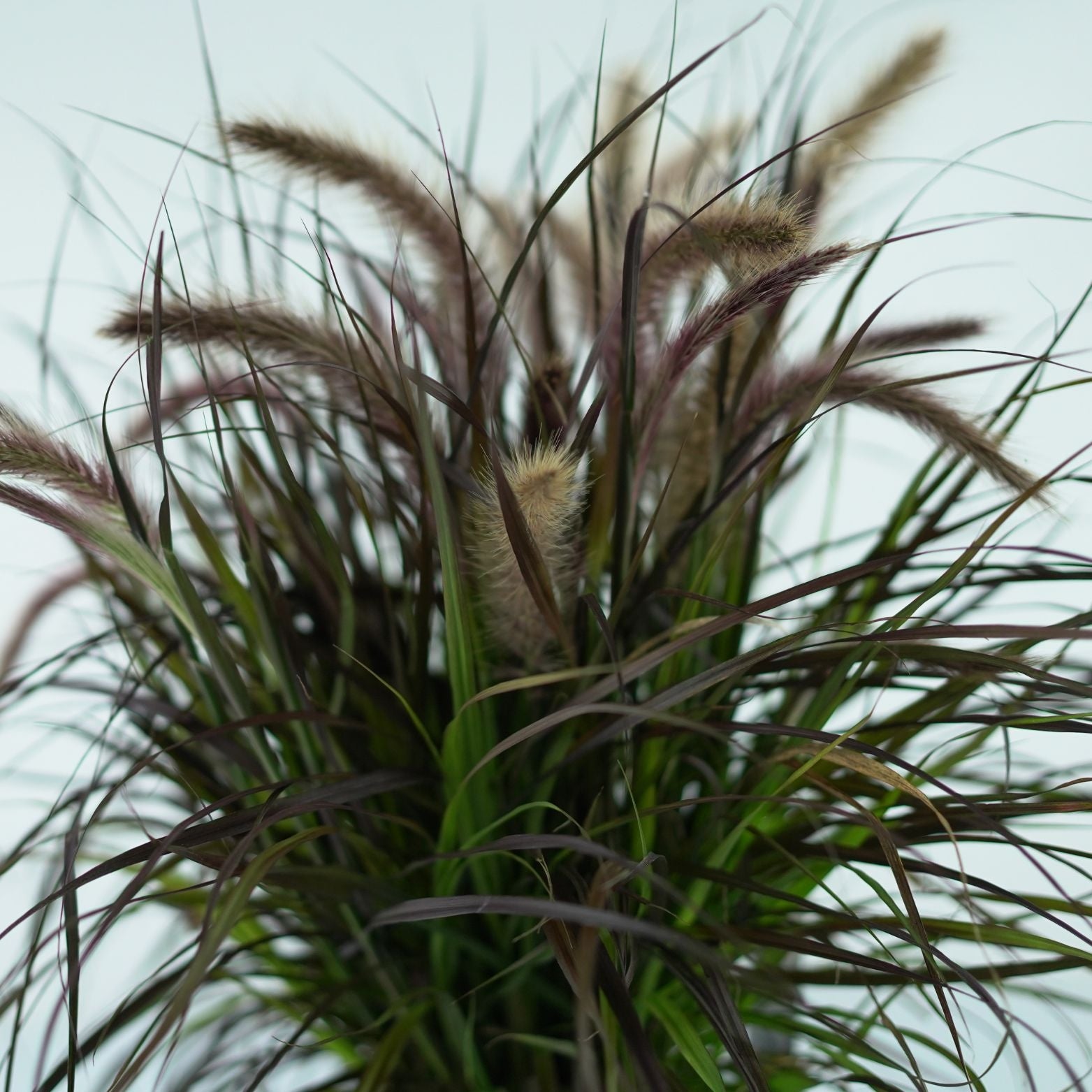 PENNISETUM ADVENA 'Tiny Tails' Rozplenica