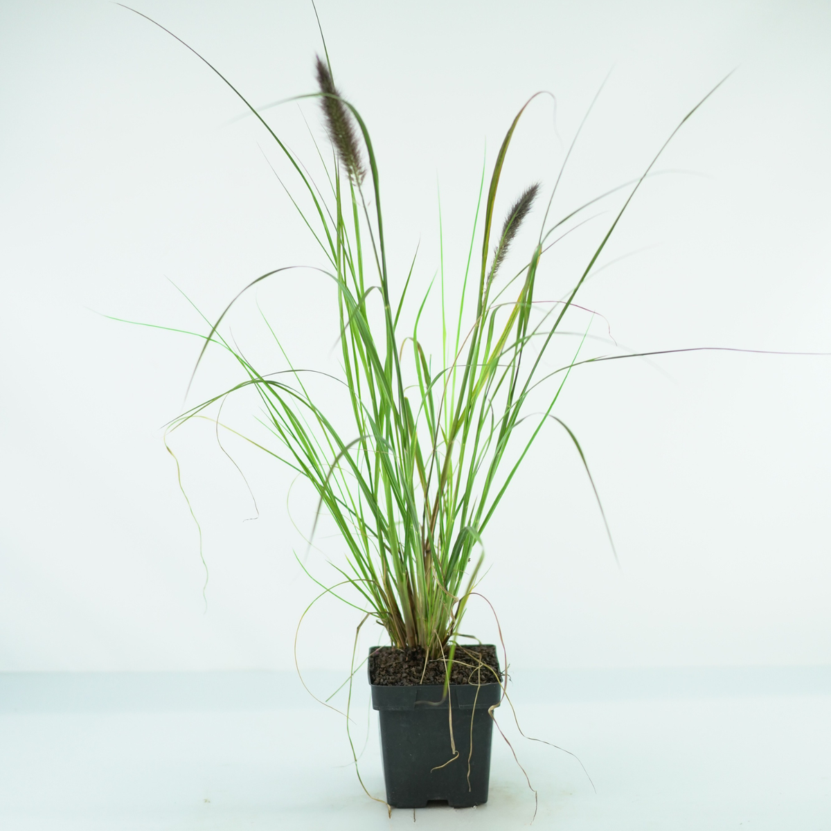 PENNISETUM ALOPECUROIDES 'Moudry' Rozplenica japońska