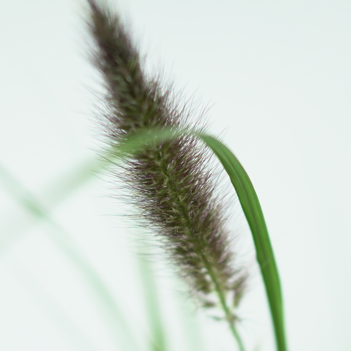 PENNISETUM ALOPECUROIDES 'Moudry' Rozplenica japońska