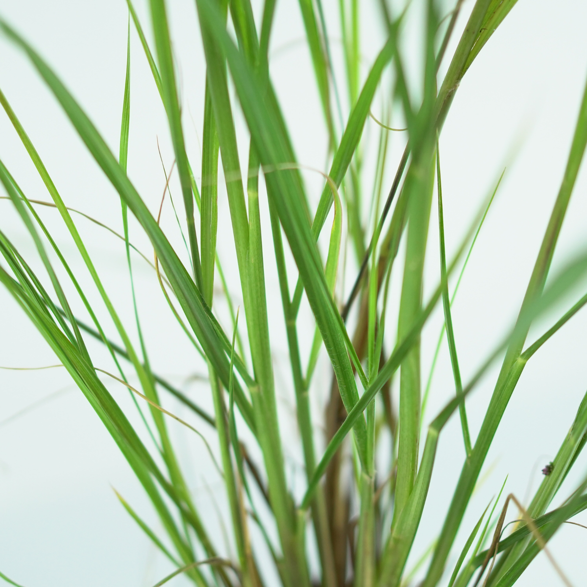 PENNISETUM ALOPECUROIDES 'Moudry' Rozplenica japońska